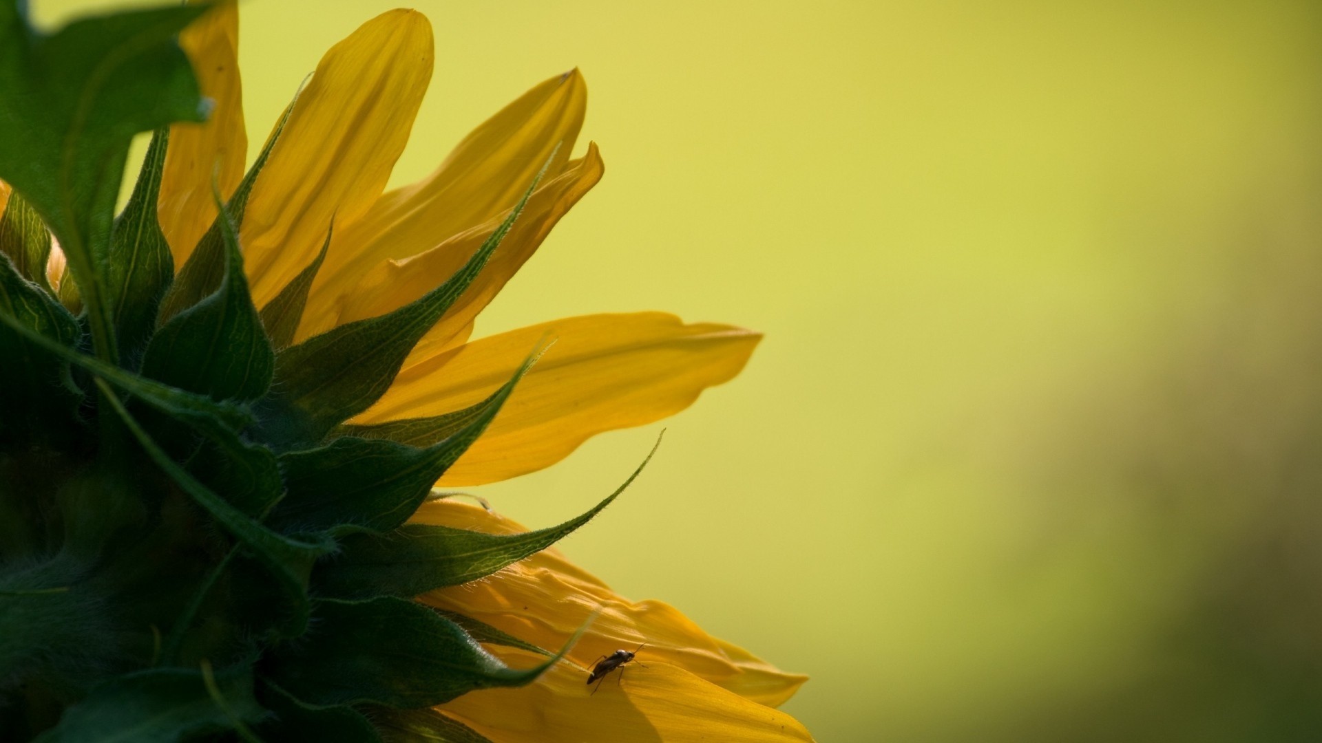 Close-up of a Sunflower with a small insect HD Wallpaper