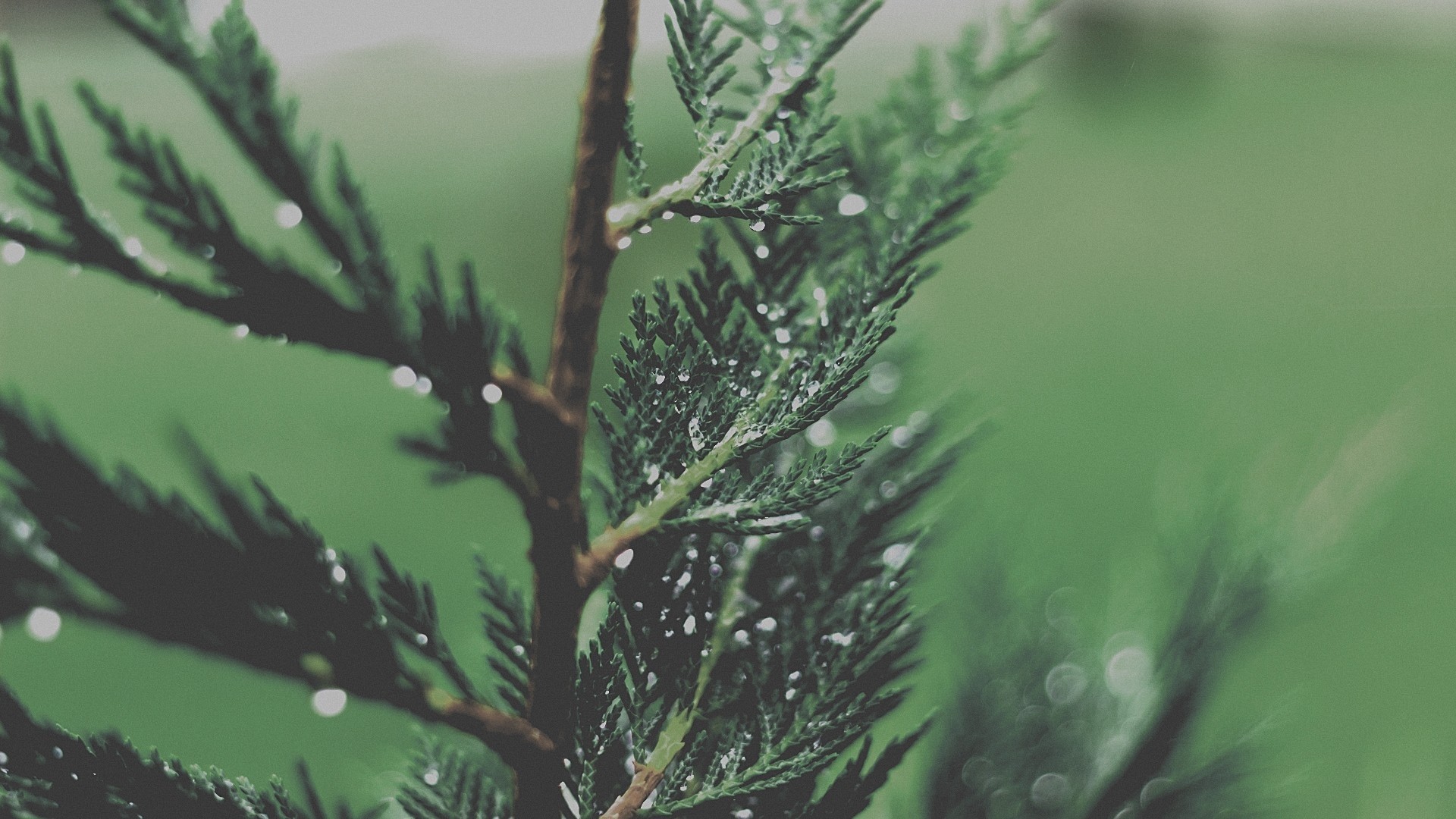 Macro shot of a wet evergreen branch HD Wallpaper