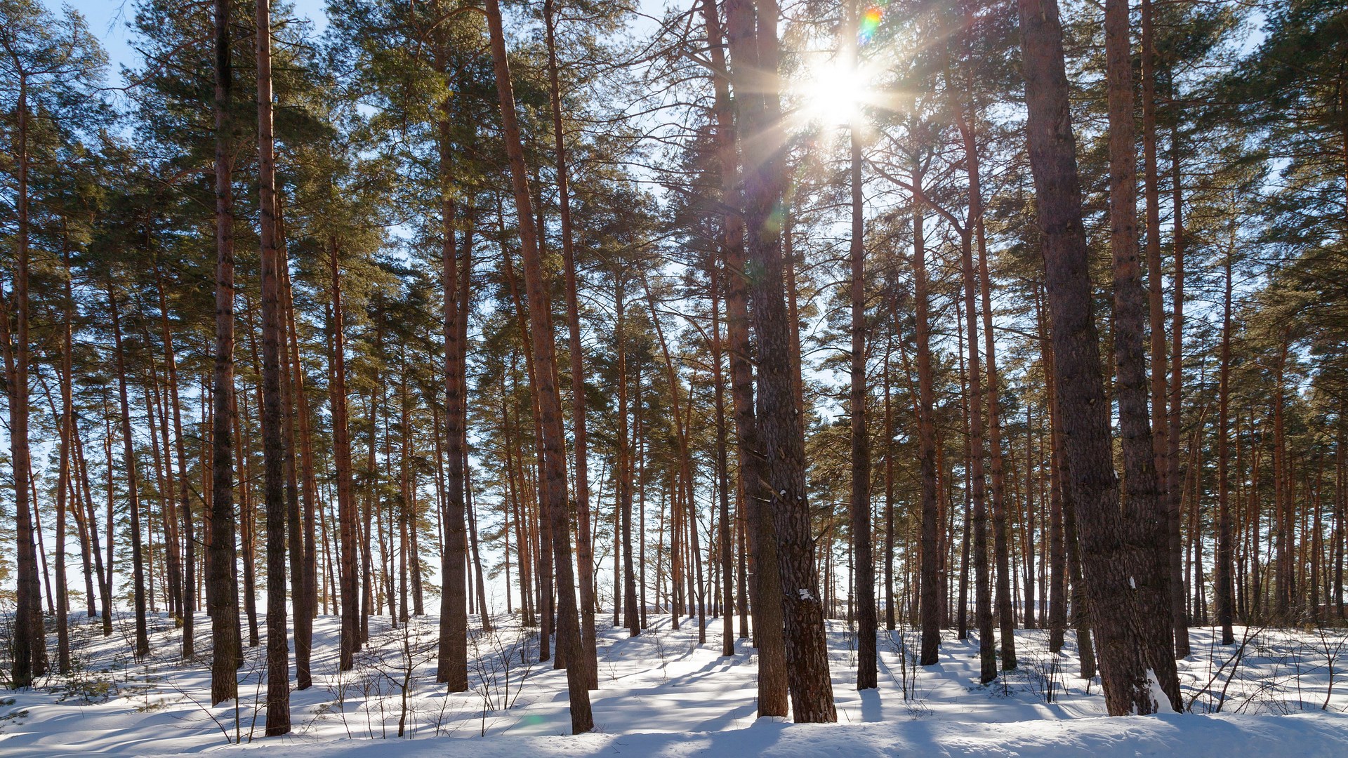 Sunlight shining through pine trees in a snowy forest HD Wallpaper
