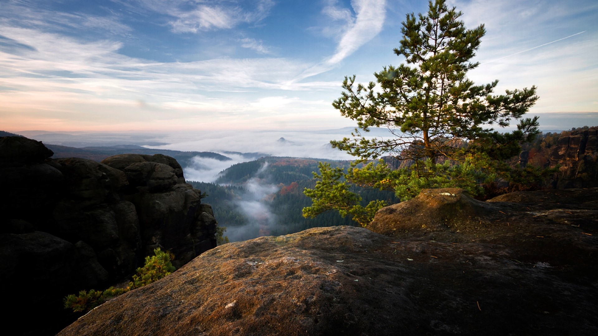 Pine tree on a rocky mountain overlooking a foggy valley HD Wallpaper