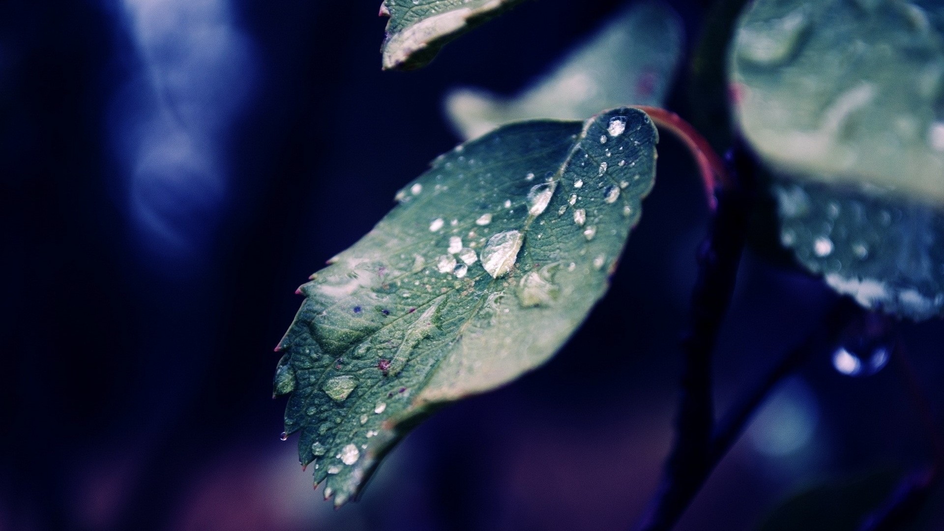 Water Drops on Green Leaf HD Wallpaper