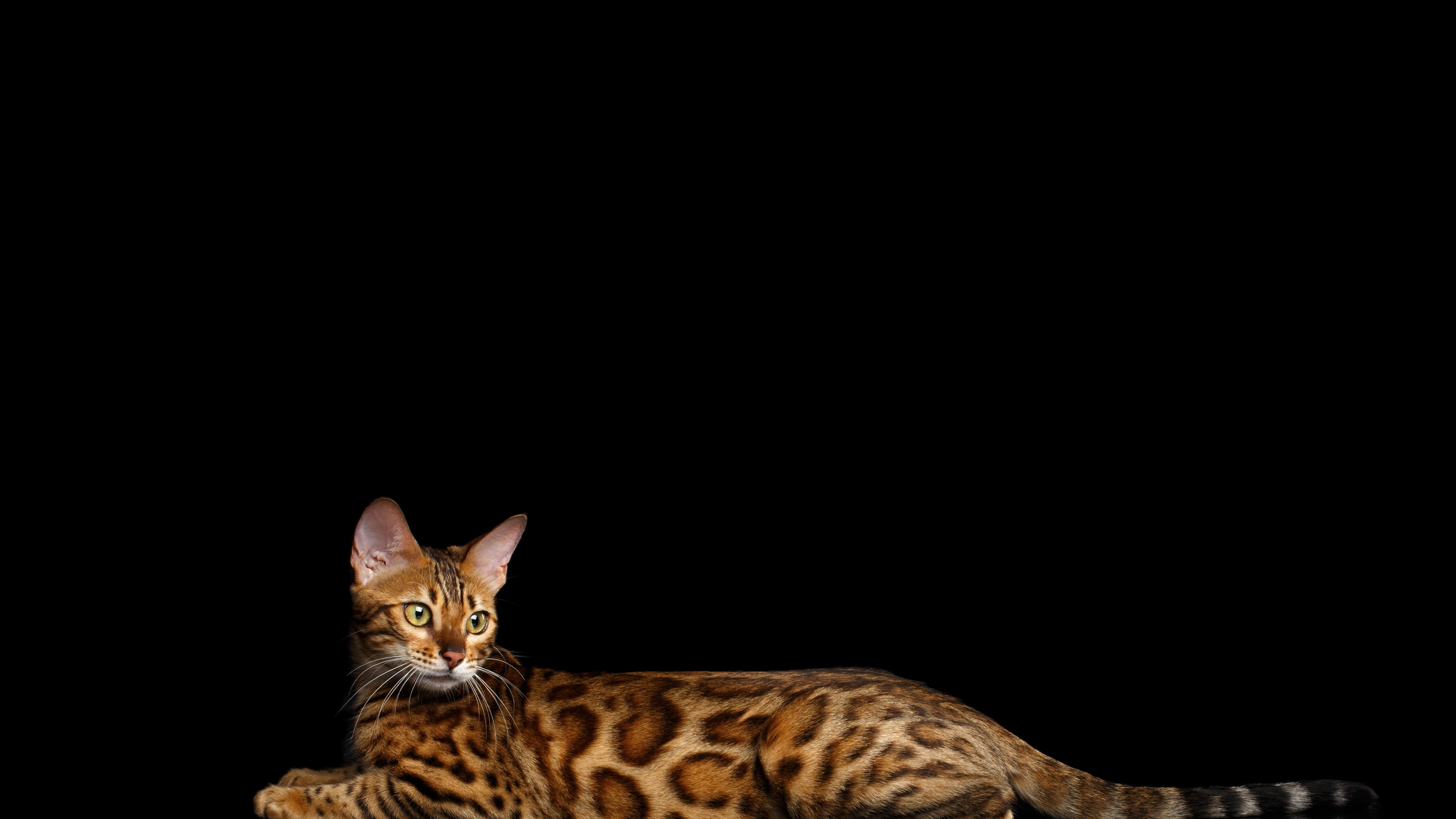 Bengal cat HD Wallpaper