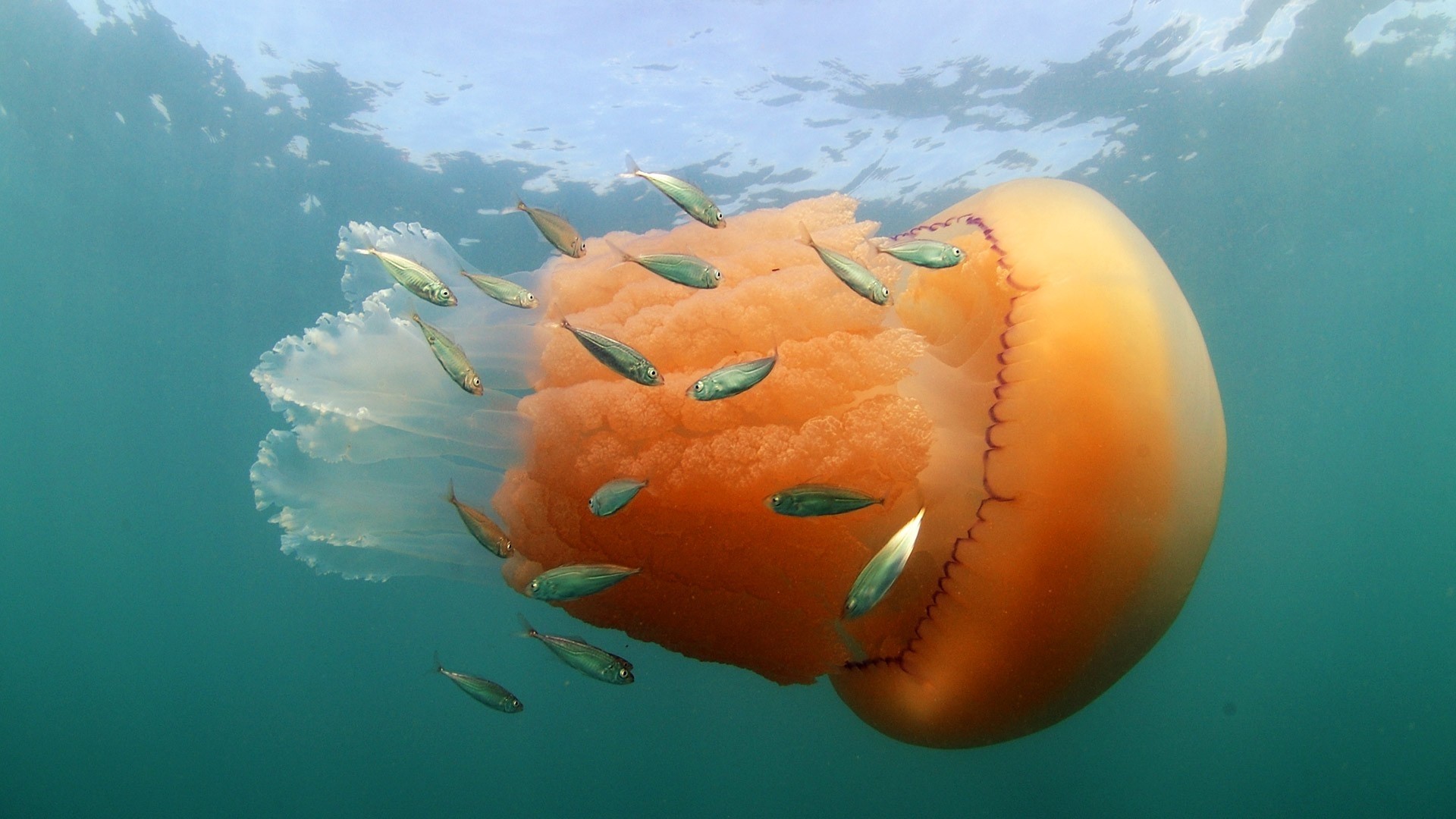 Jellyfish with a school of fish HD Wallpaper