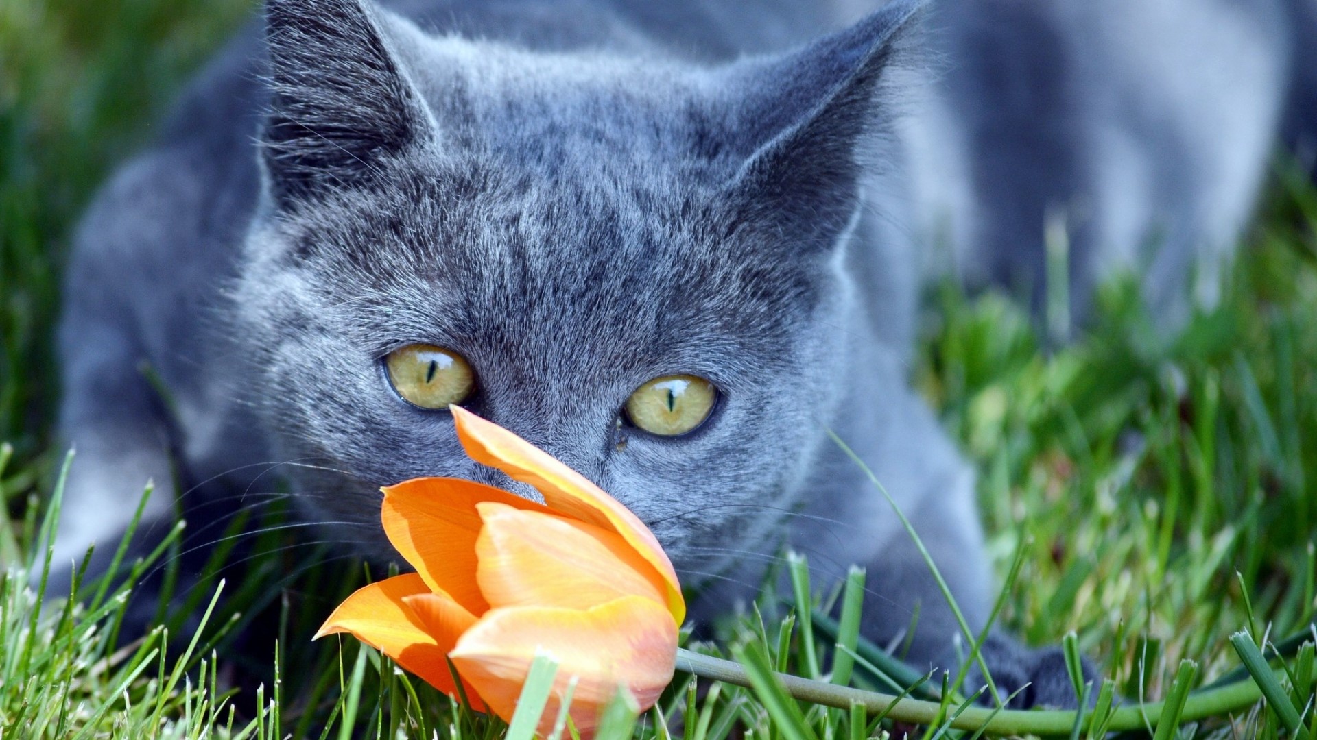 Gray cat sniffing an orange tulip in grass HD Wallpaper