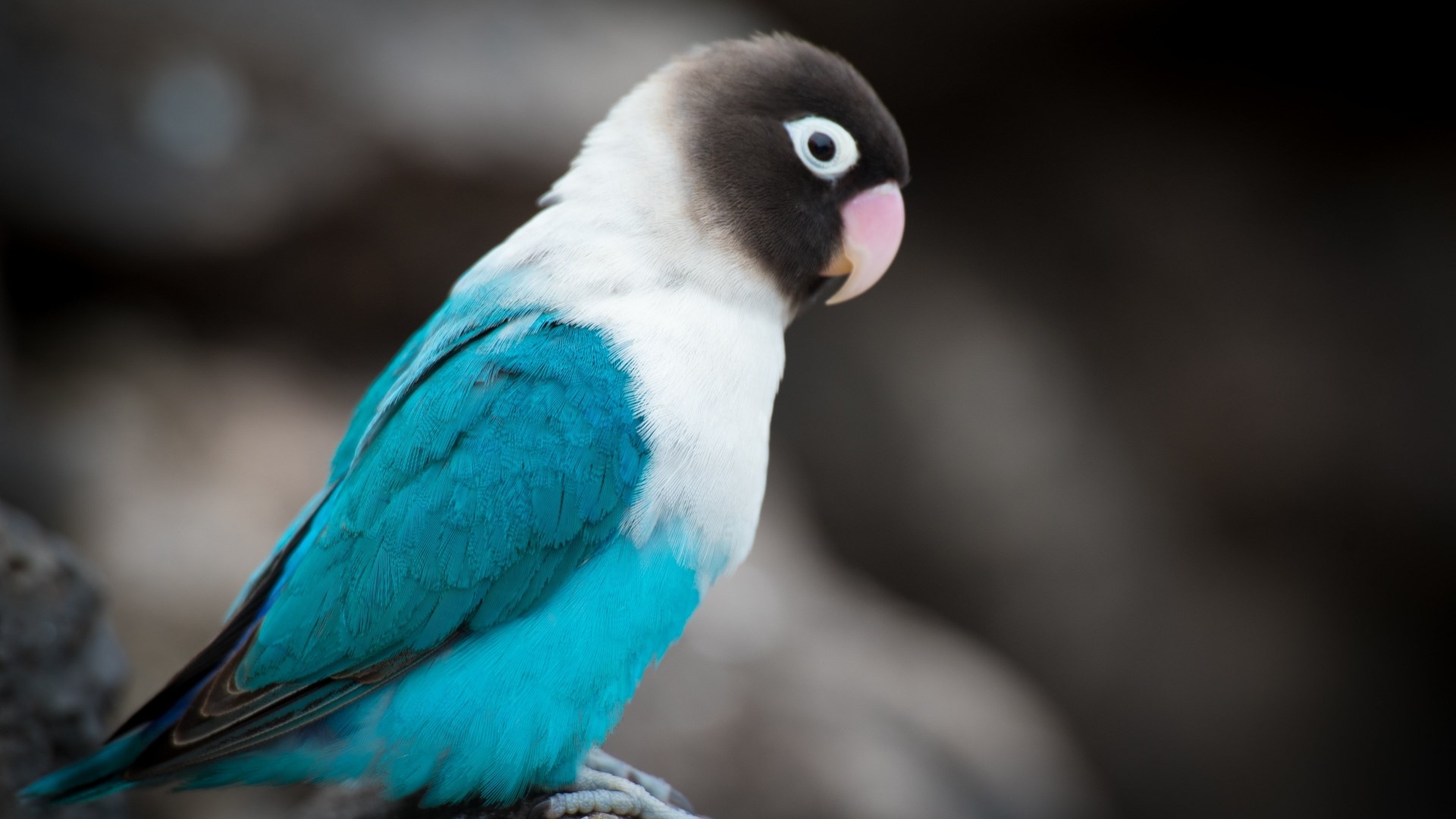 Black-collared Lovebird perched on a branch HD Wallpaper