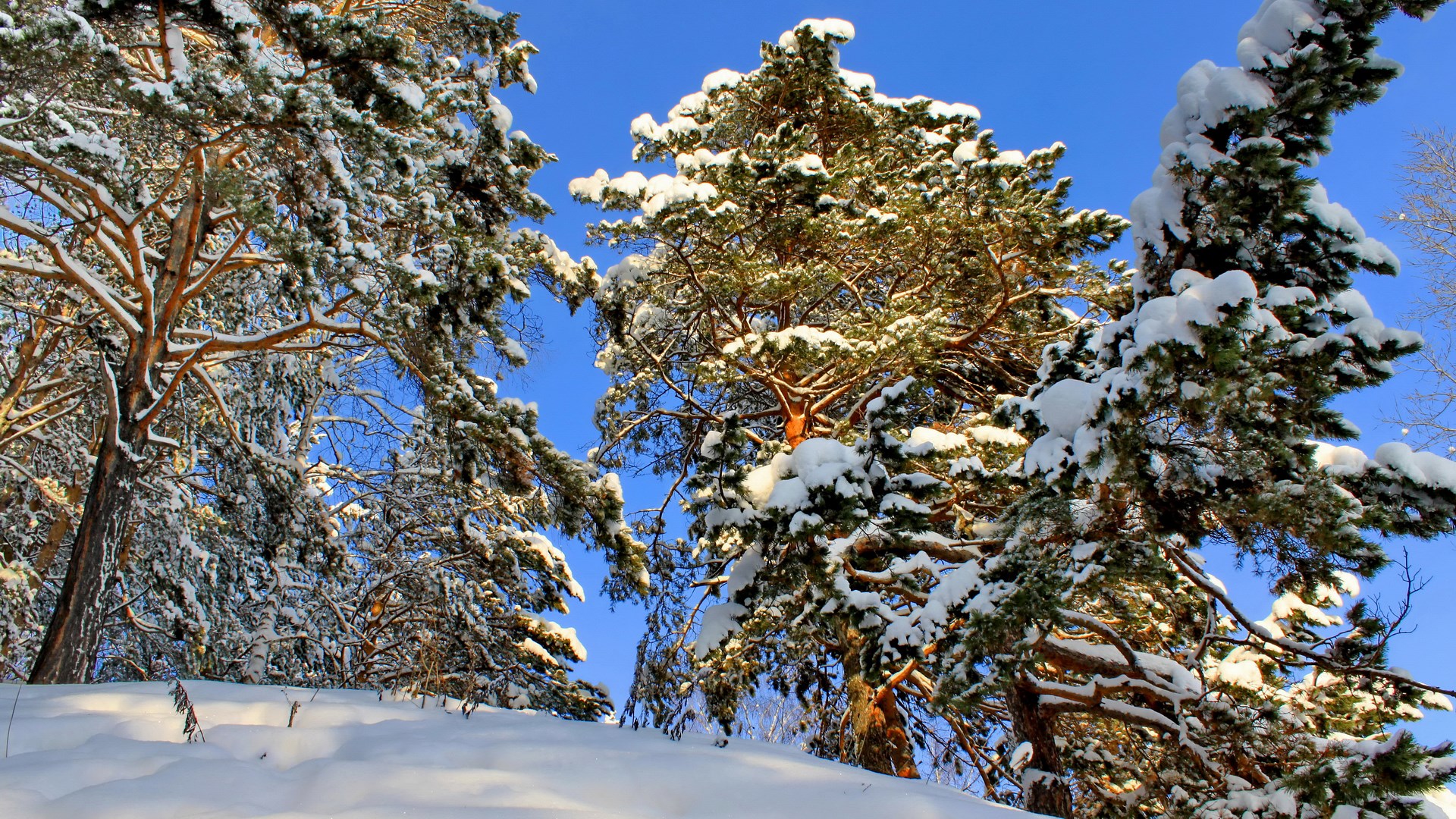 Snow-covered pine trees against a blue sky HD Wallpaper