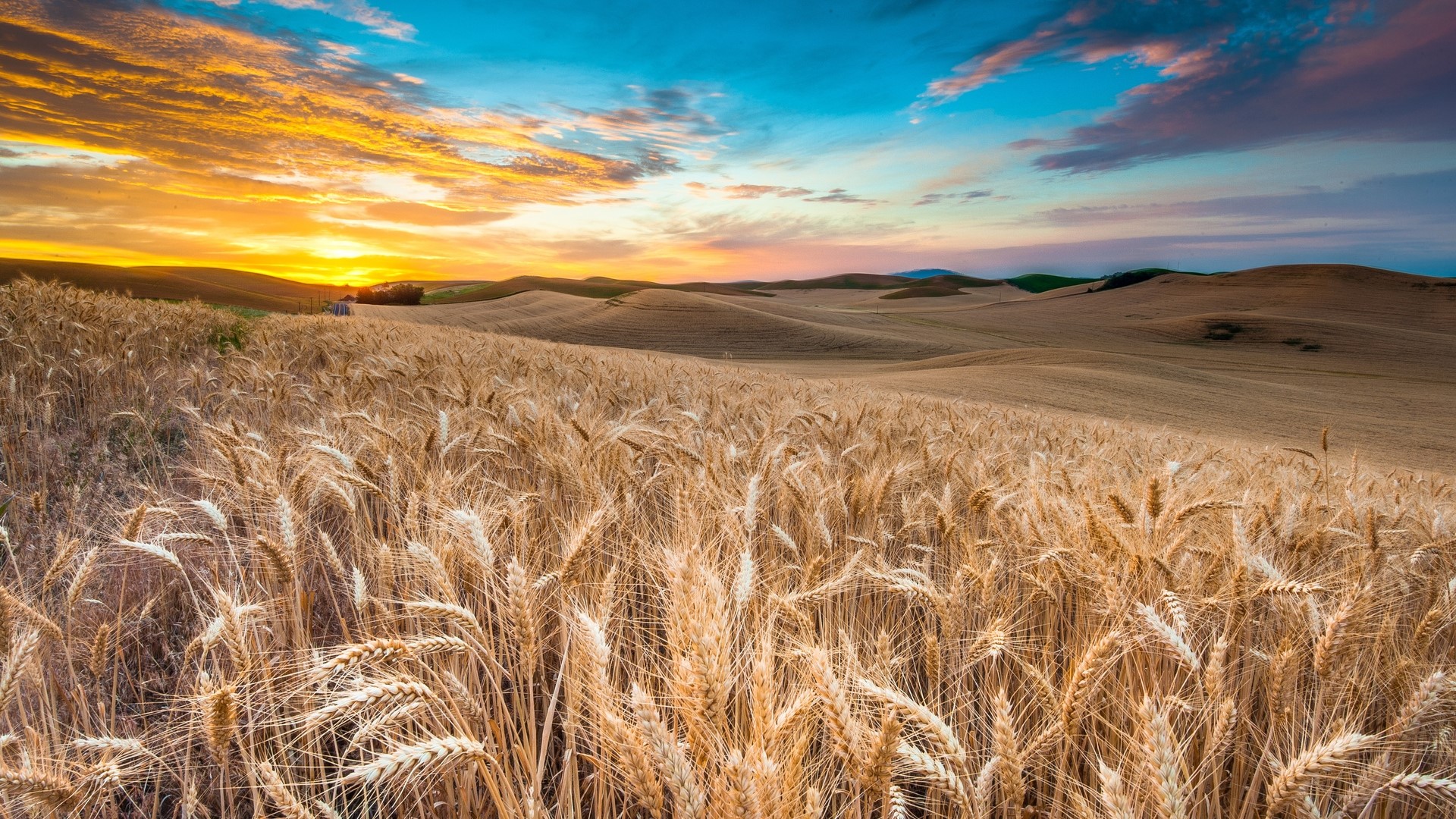 Wheat Field at Sunset HD Wallpaper