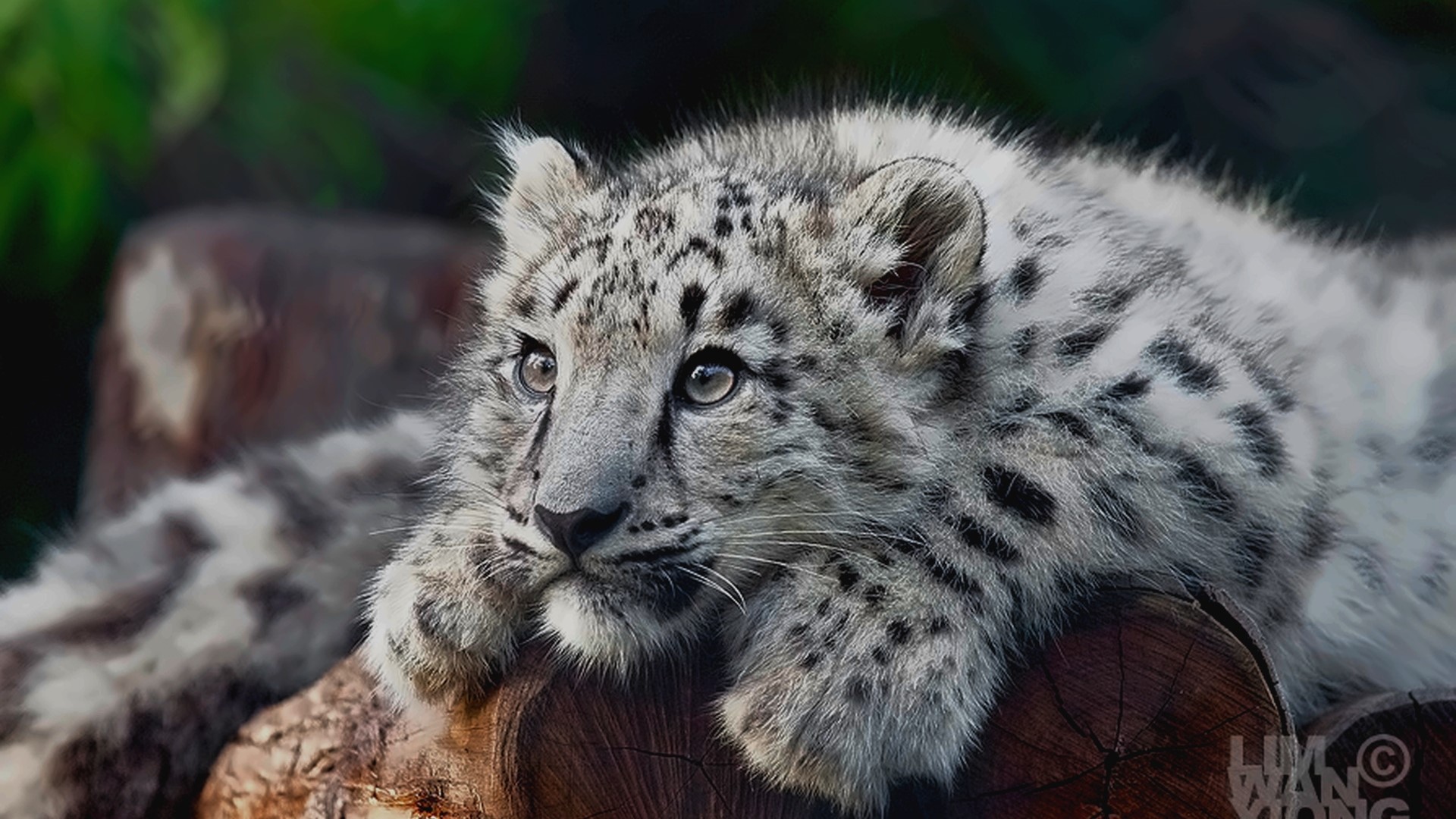 Snow Leopard Cub Resting on Logs HD Wallpaper