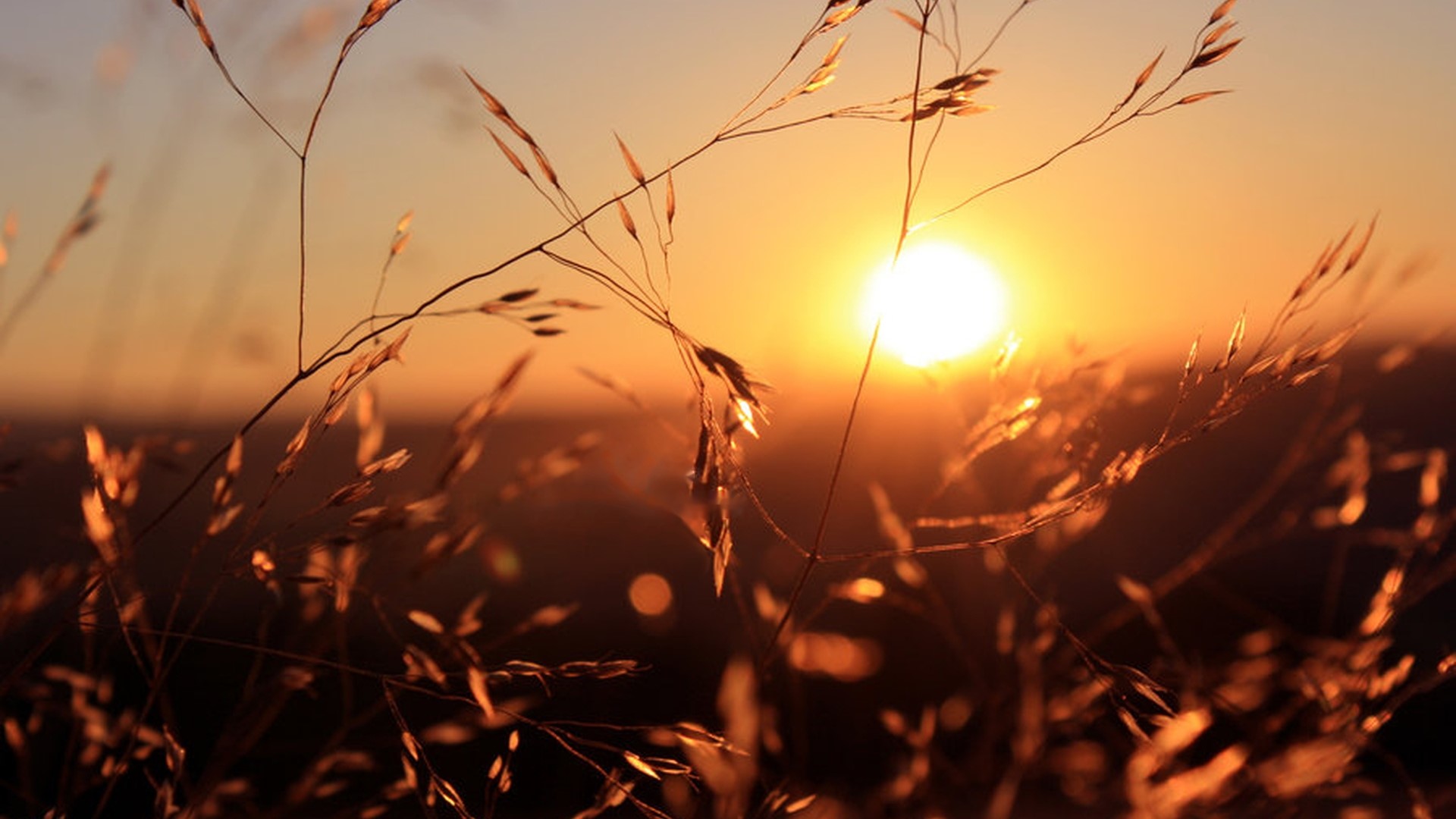 Sunrise over a field of grass HD Wallpaper