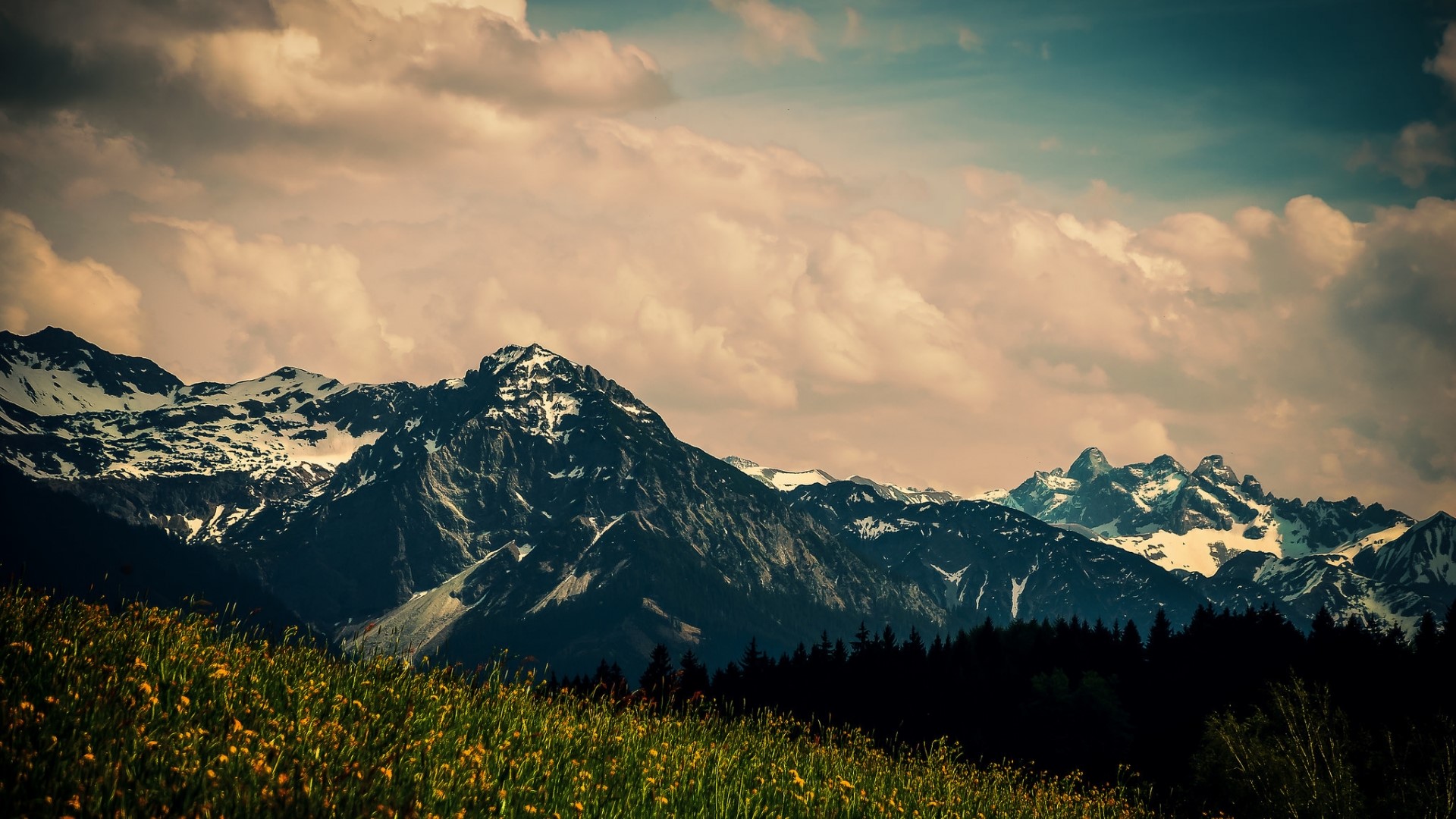 Snow-capped mountains behind a field of flowers HD Wallpaper