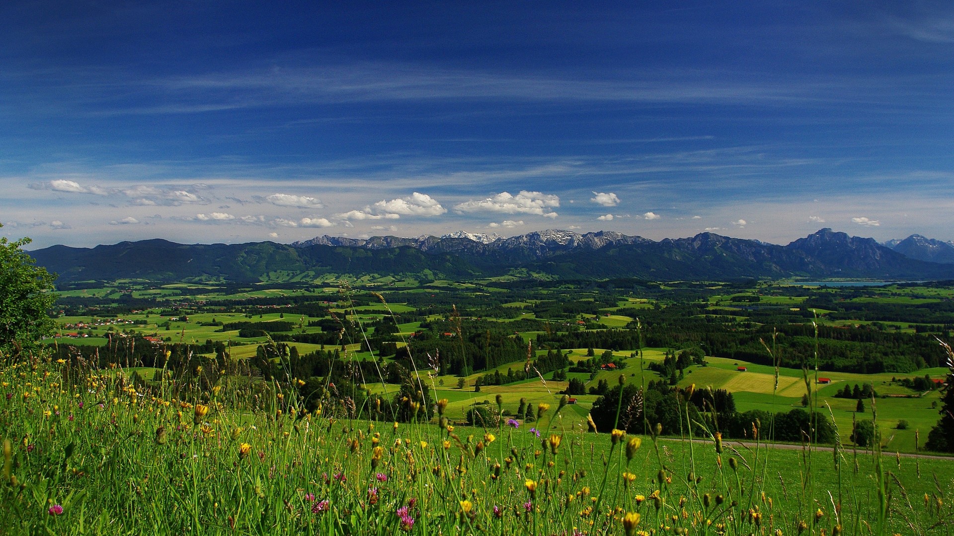 Green valley with mountains and flowers HD Wallpaper