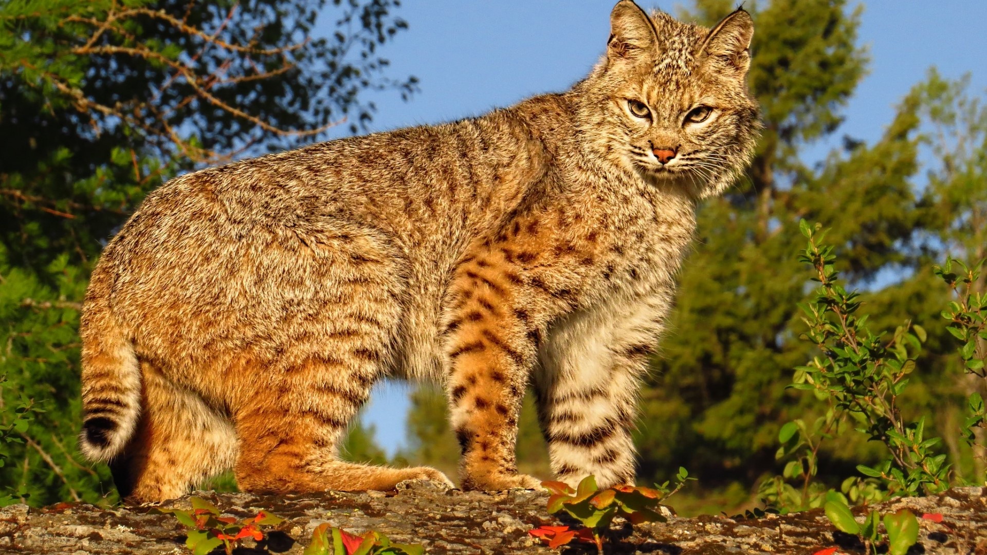 Bobcat standing on a log with trees in the background HD Wallpaper