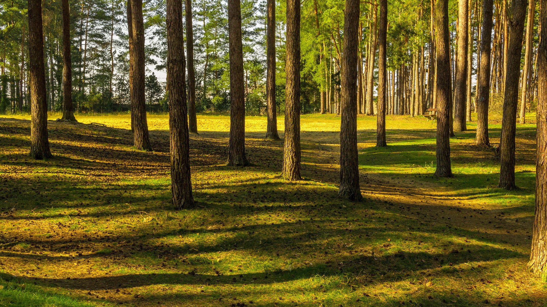 Sunlight filtering through a pine forest HD Wallpaper