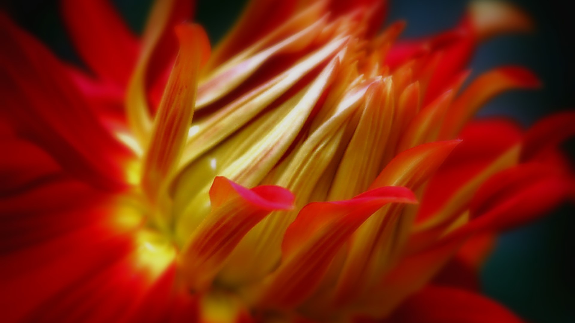Close-up of a red and yellow flower HD Wallpaper