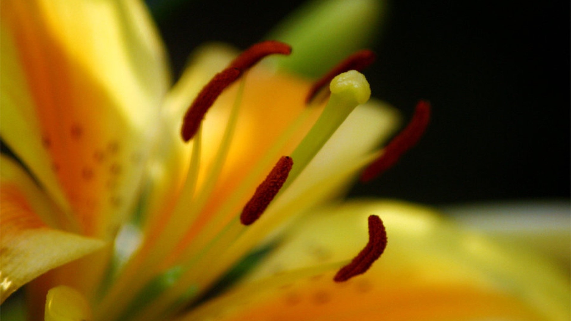 Close-up of a yellow lily stamen and pistil HD Wallpaper