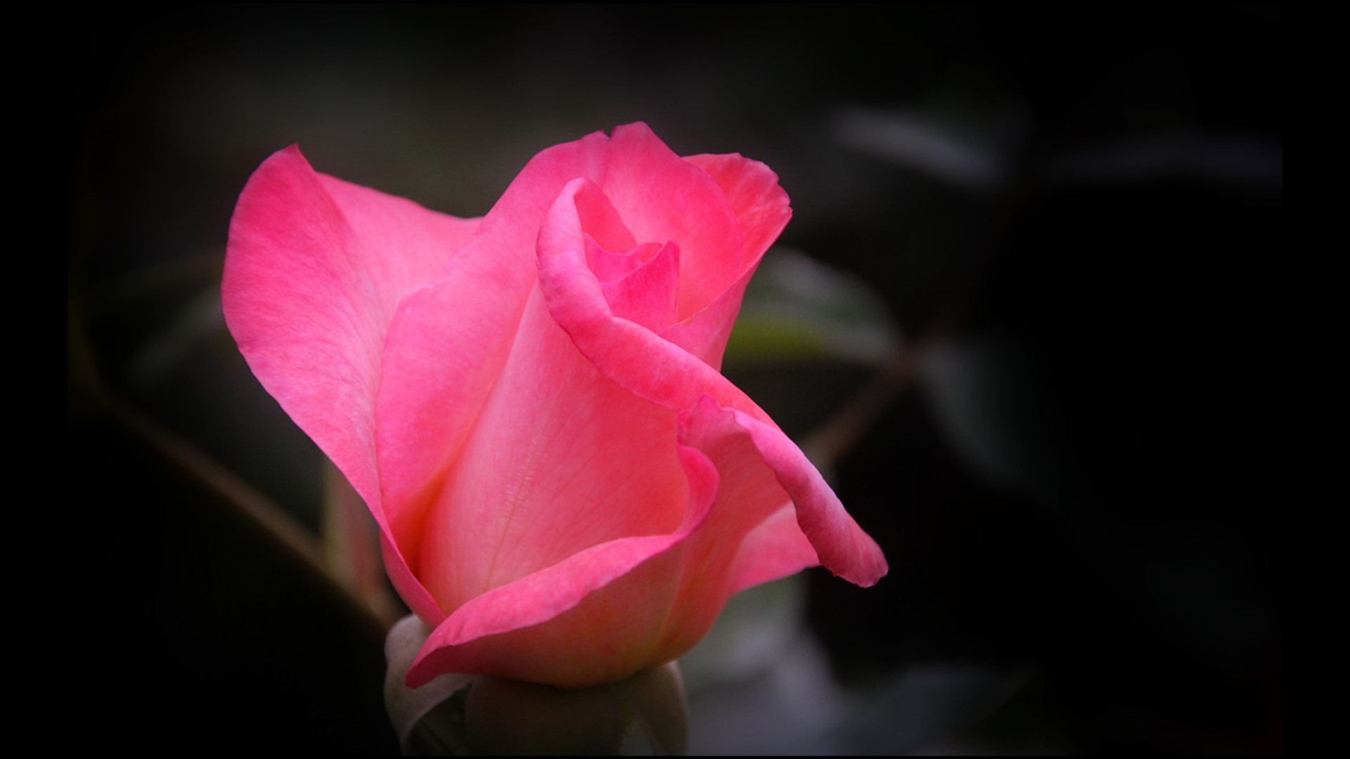Pink rose bud against dark background HD Wallpaper
