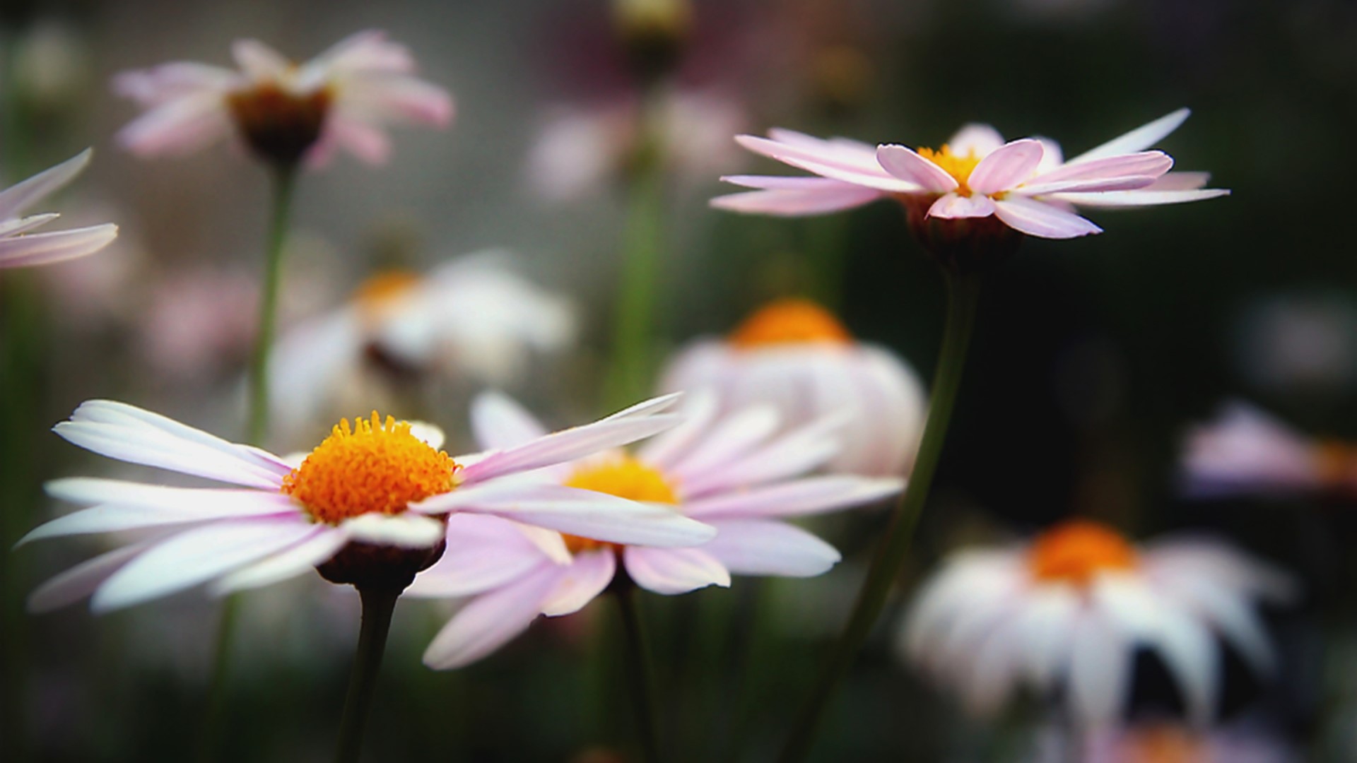 Close-up of pink and white daisies with orange centers HD Wallpaper