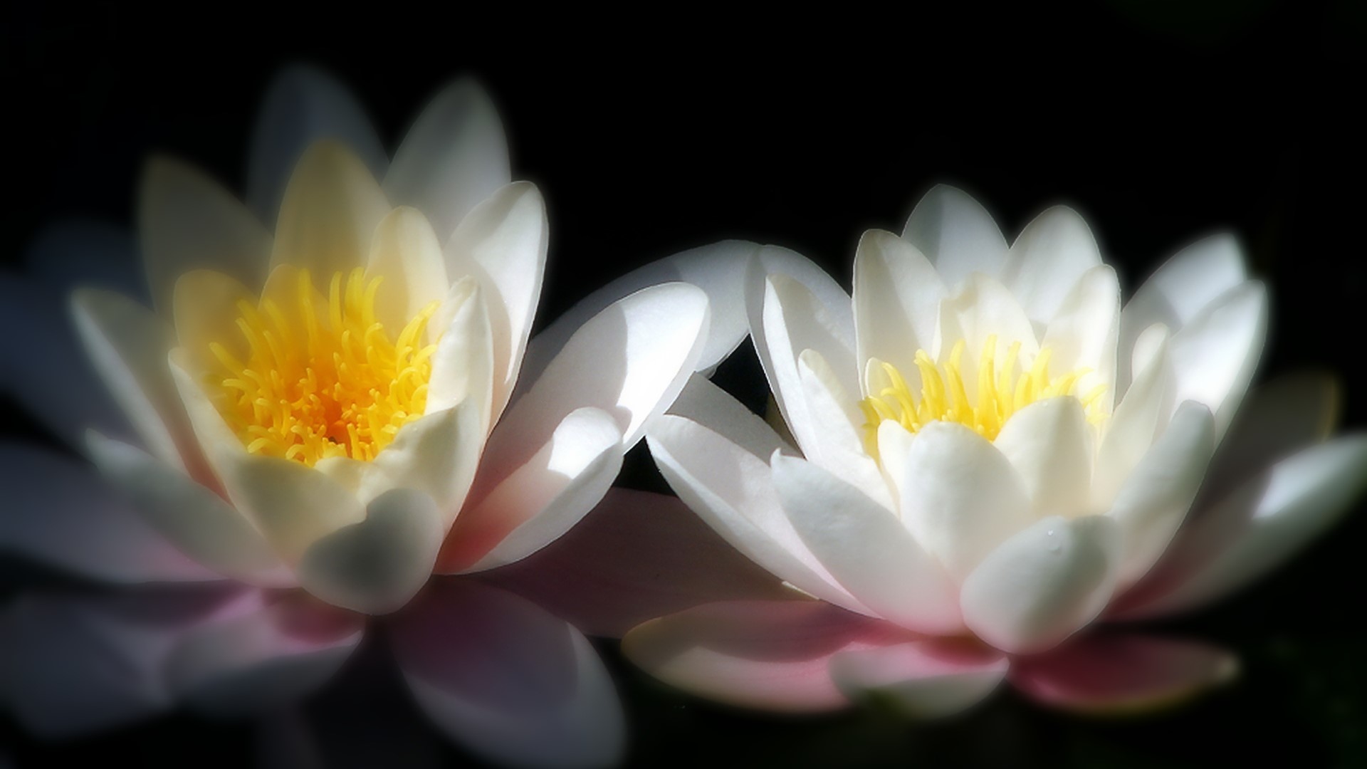 Two white water lilies with yellow centers HD Wallpaper