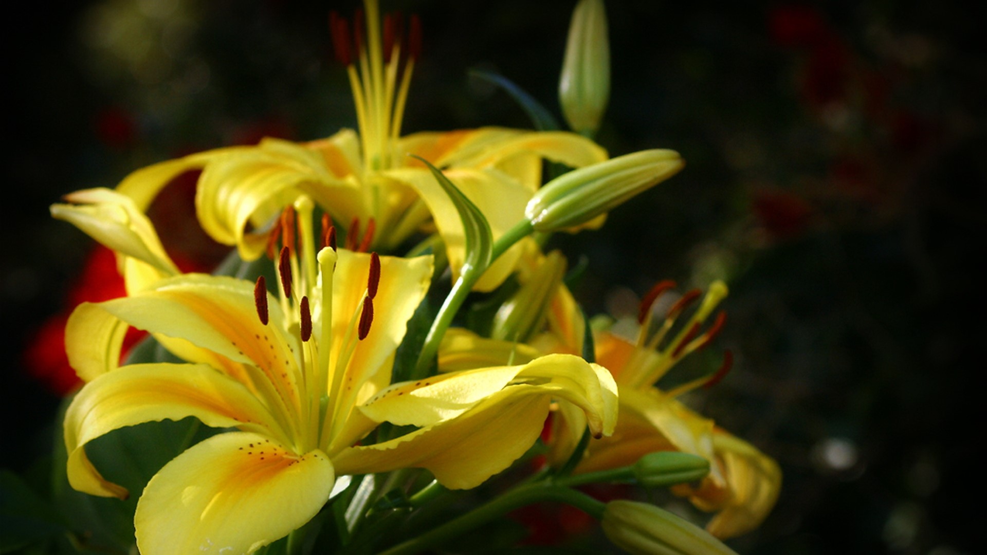 Yellow lilies with buds in sunlight HD Wallpaper
