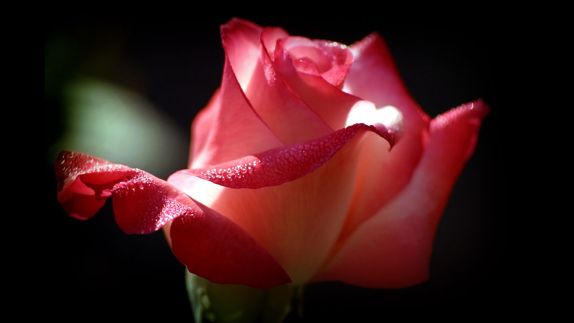 Close-up of a pink and white rose with dew drops HD Wallpaper