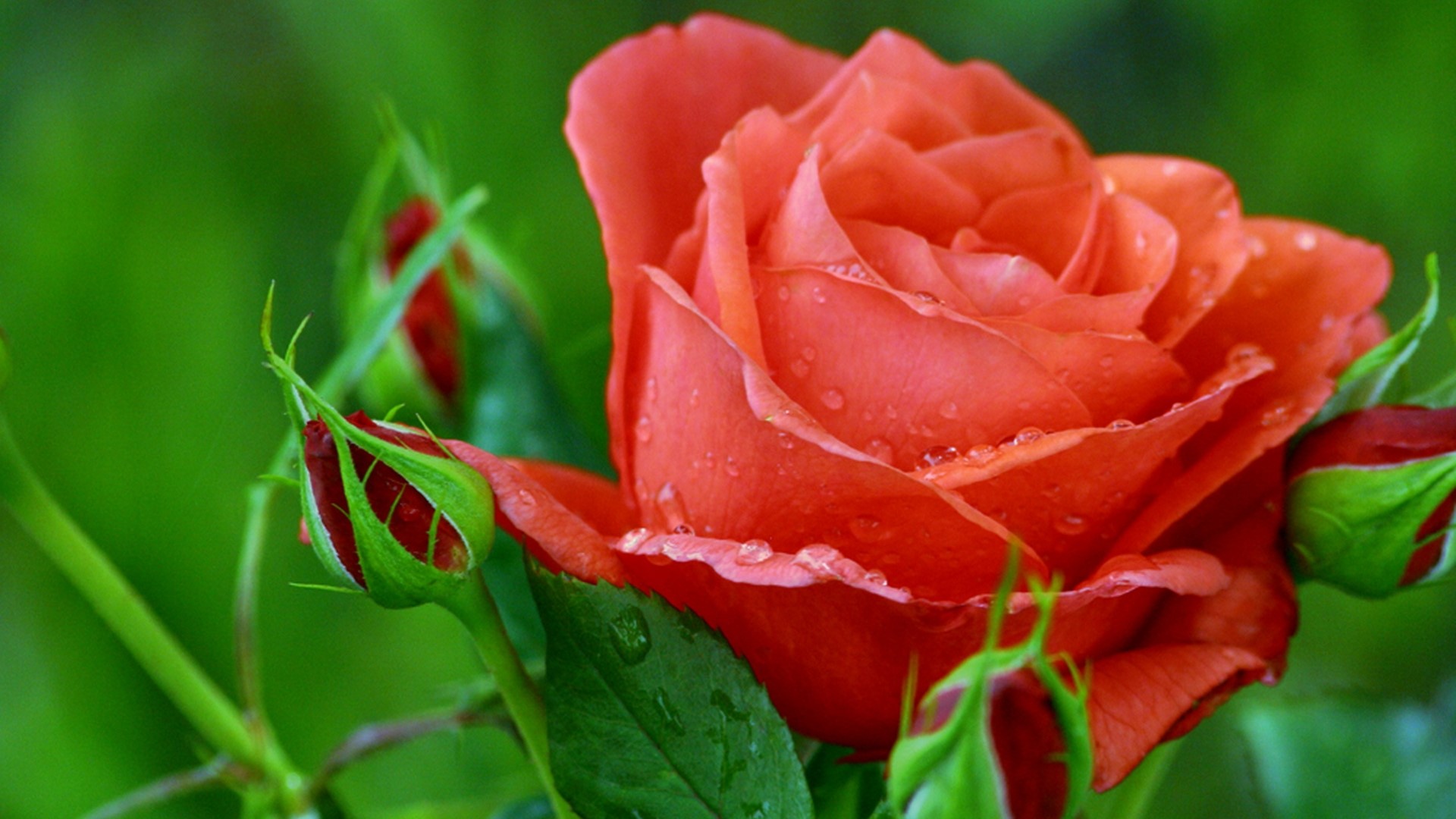 Close-up of a coral rose with water droplets HD Wallpaper