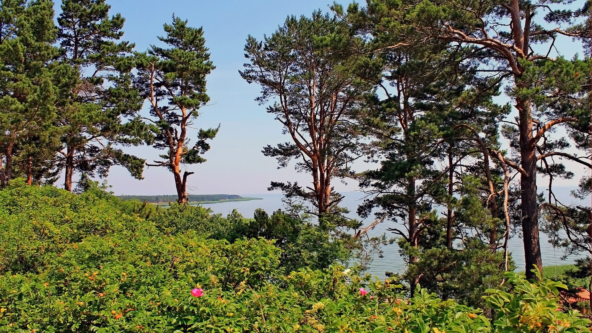 Pine trees on a hill overlooking a body of water HD Wallpaper