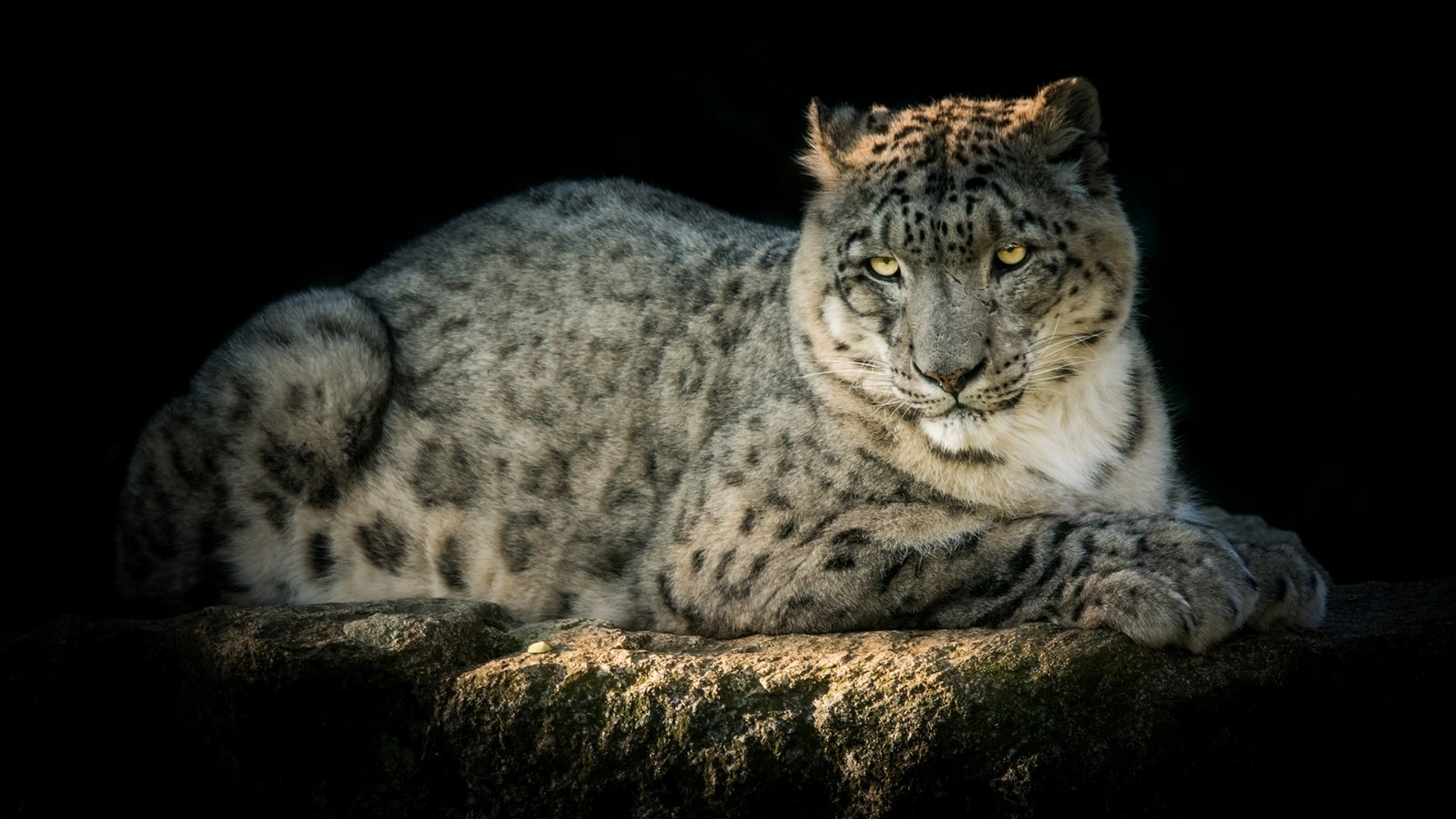 Snow Leopard on a Rock HD Wallpaper