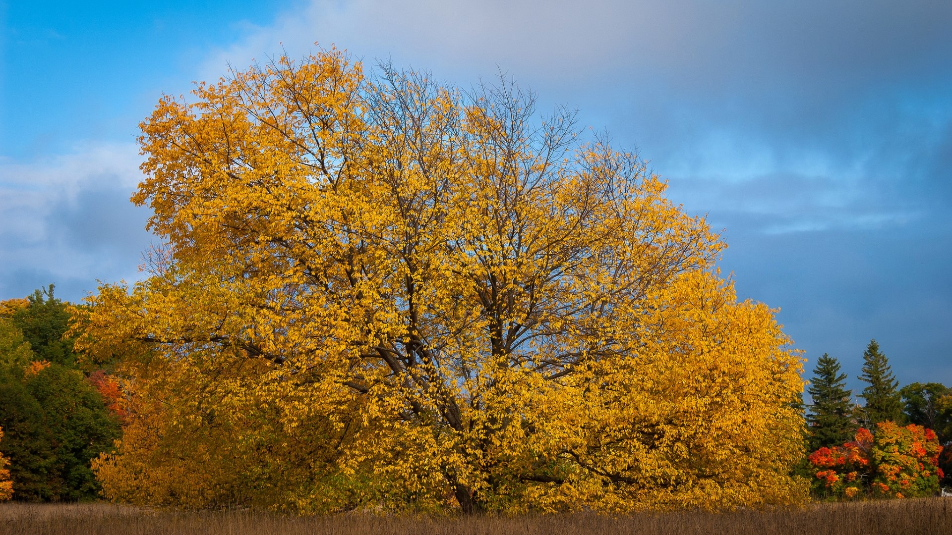 Golden Tree in Fall Landscape HD Wallpaper