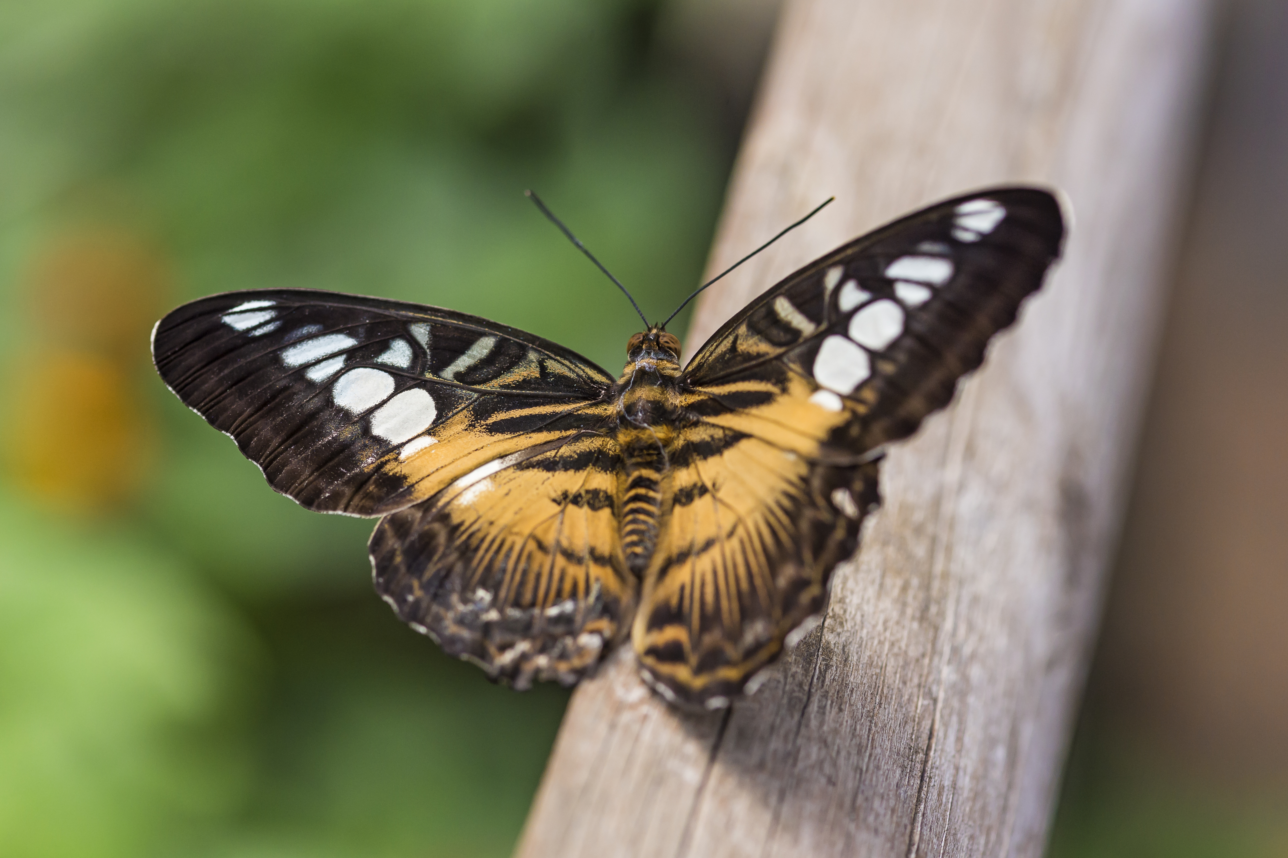 Close-up of a Clipper Butterfly on a wooden post HD Wallpaper