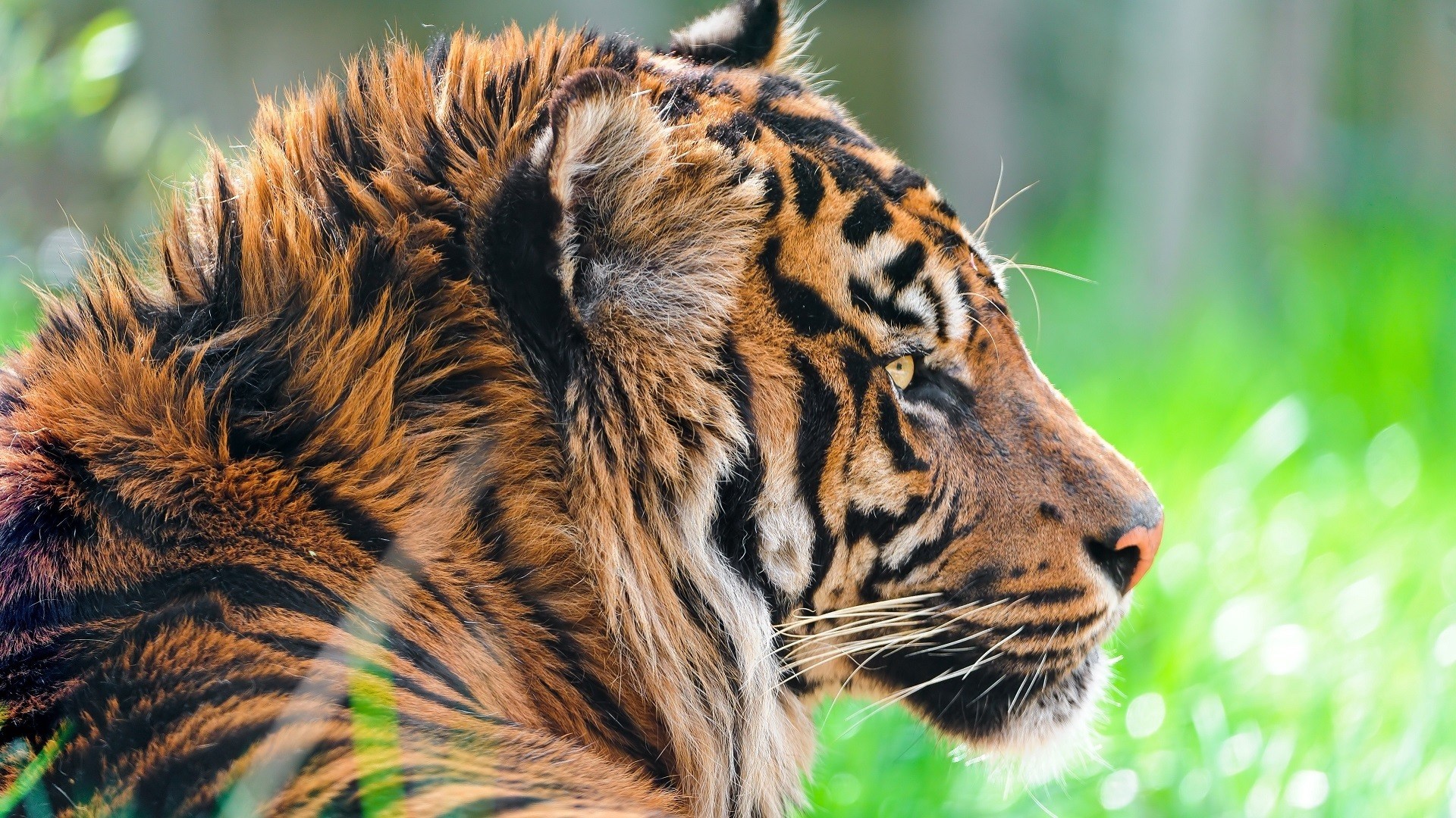 Close-up of a tiger's face HD Wallpaper