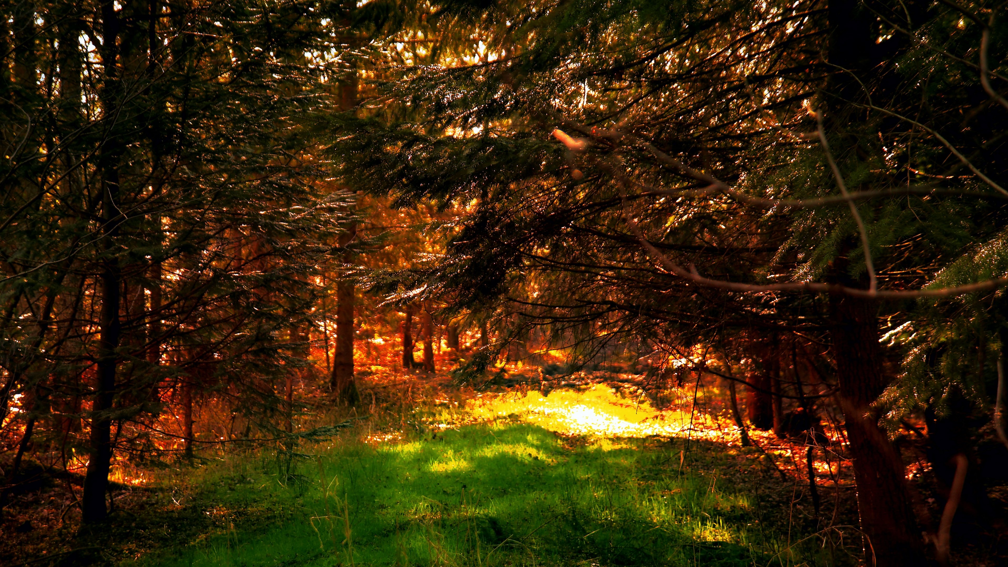 4K Forest Glade with Sunlight HD Wallpaper