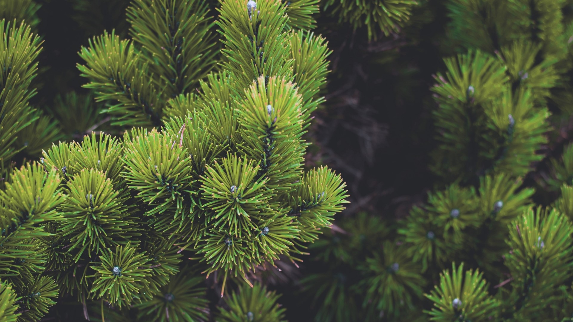 Close-up of Pine Tree Needles HD Wallpaper