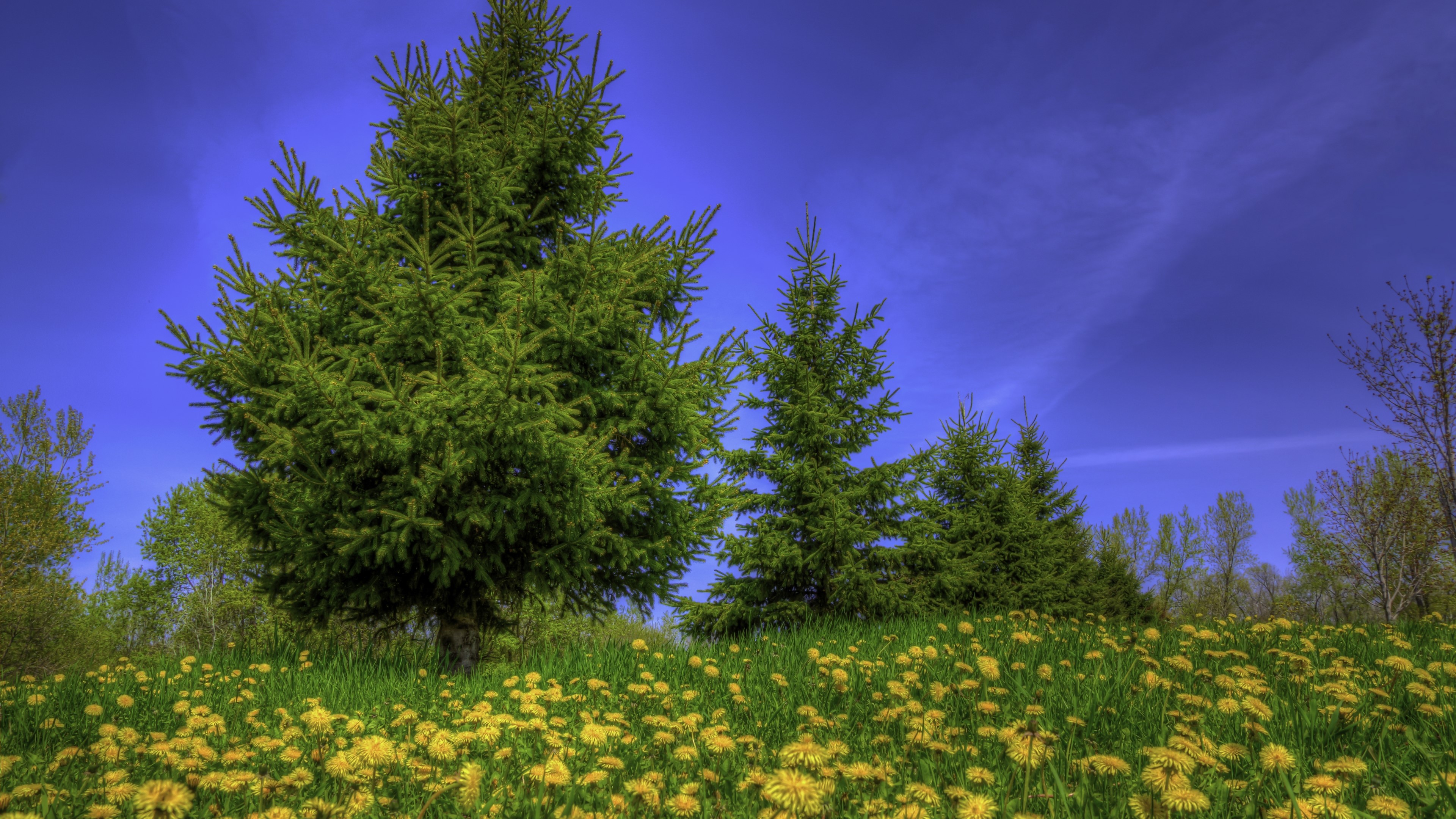 4K Nature Landscape with Evergreen Trees and Dandelions HD Wallpaper