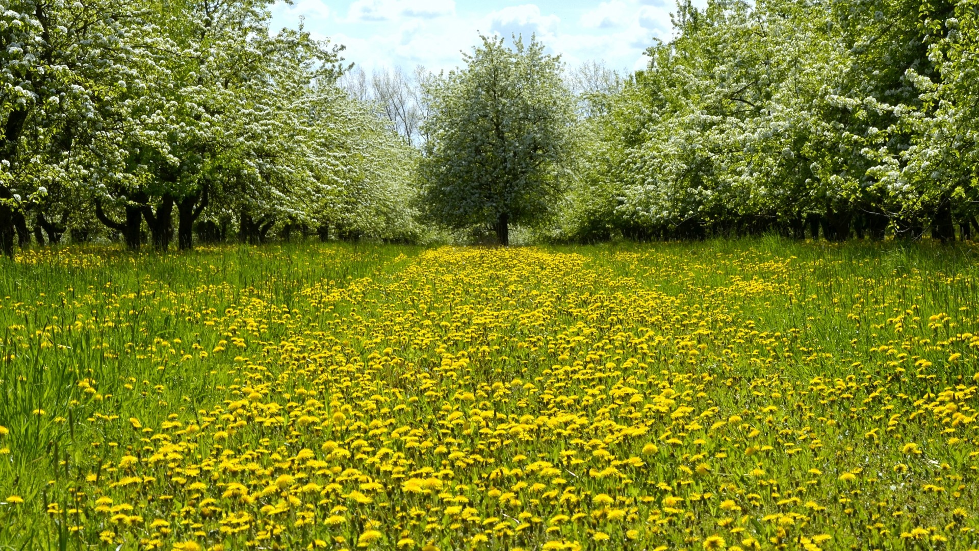 Field of yellow flowers and blooming trees HD Wallpaper