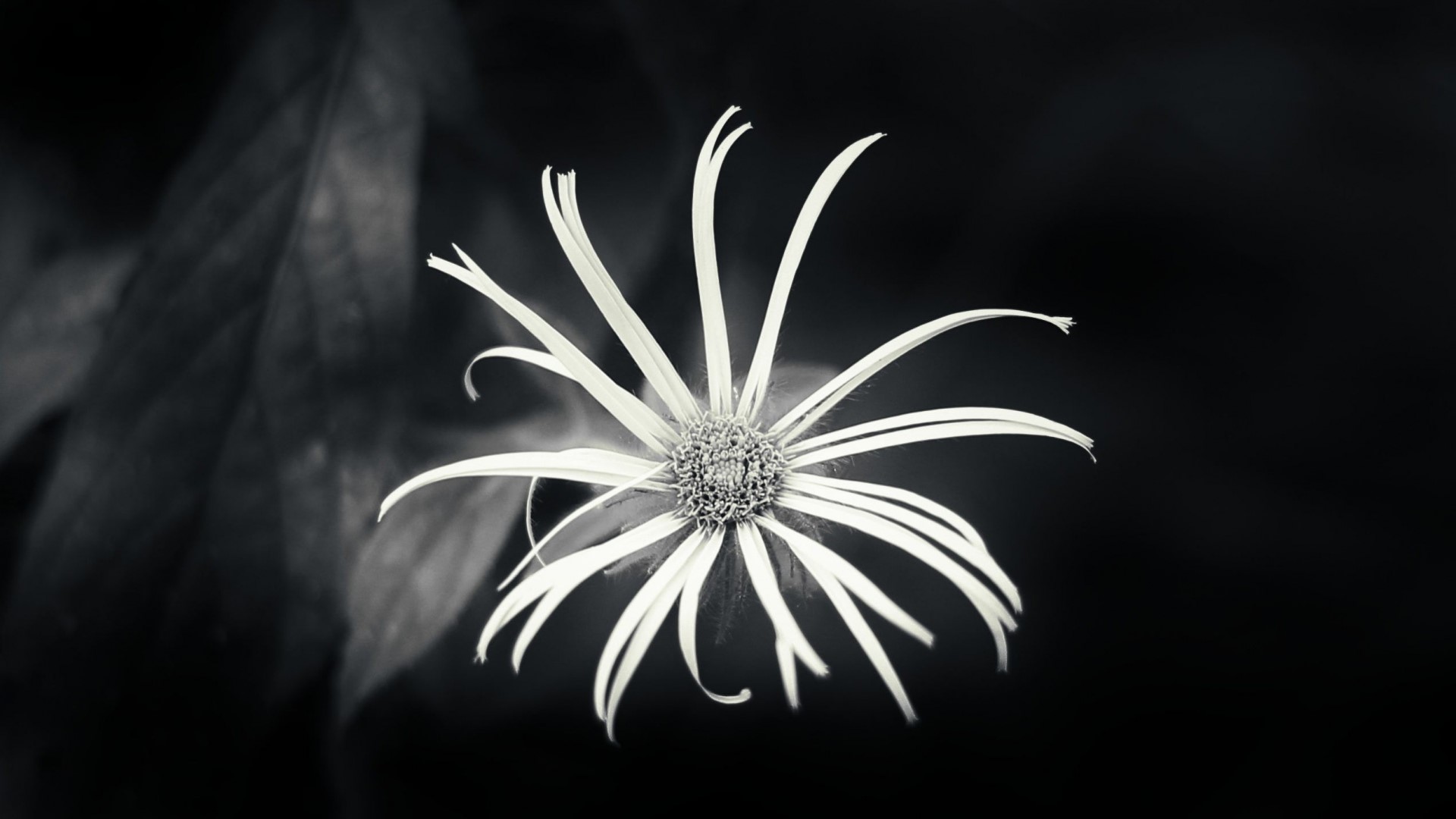 Black and White Flower with Thin Petals HD Wallpaper
