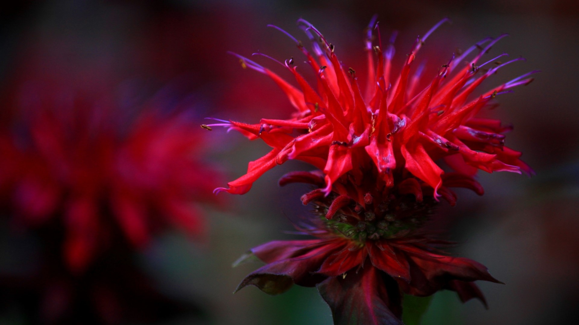Red Bee Balm Flower Close-up HD Wallpaper