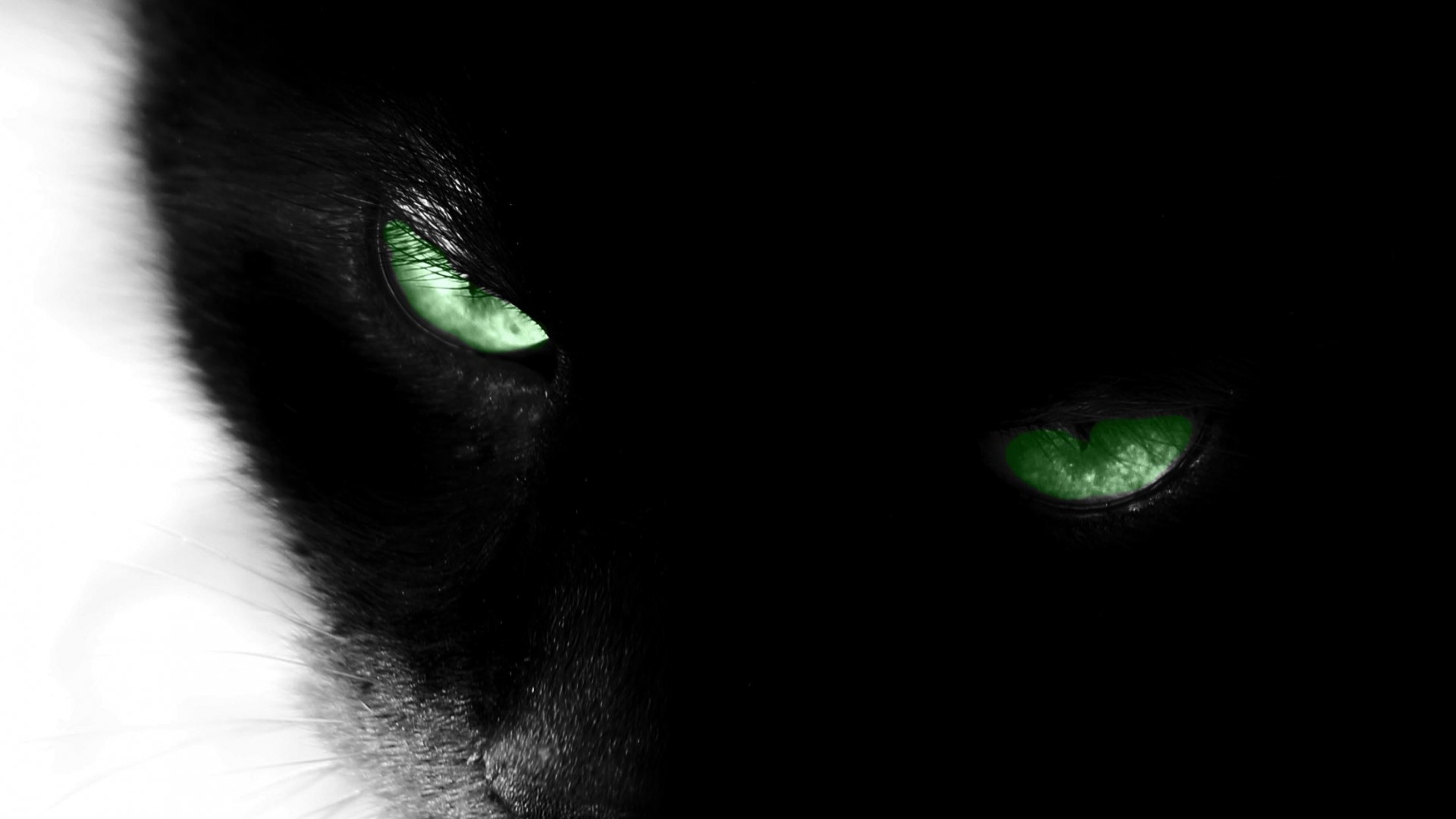 Black cat with glowing green eyes HD Wallpaper