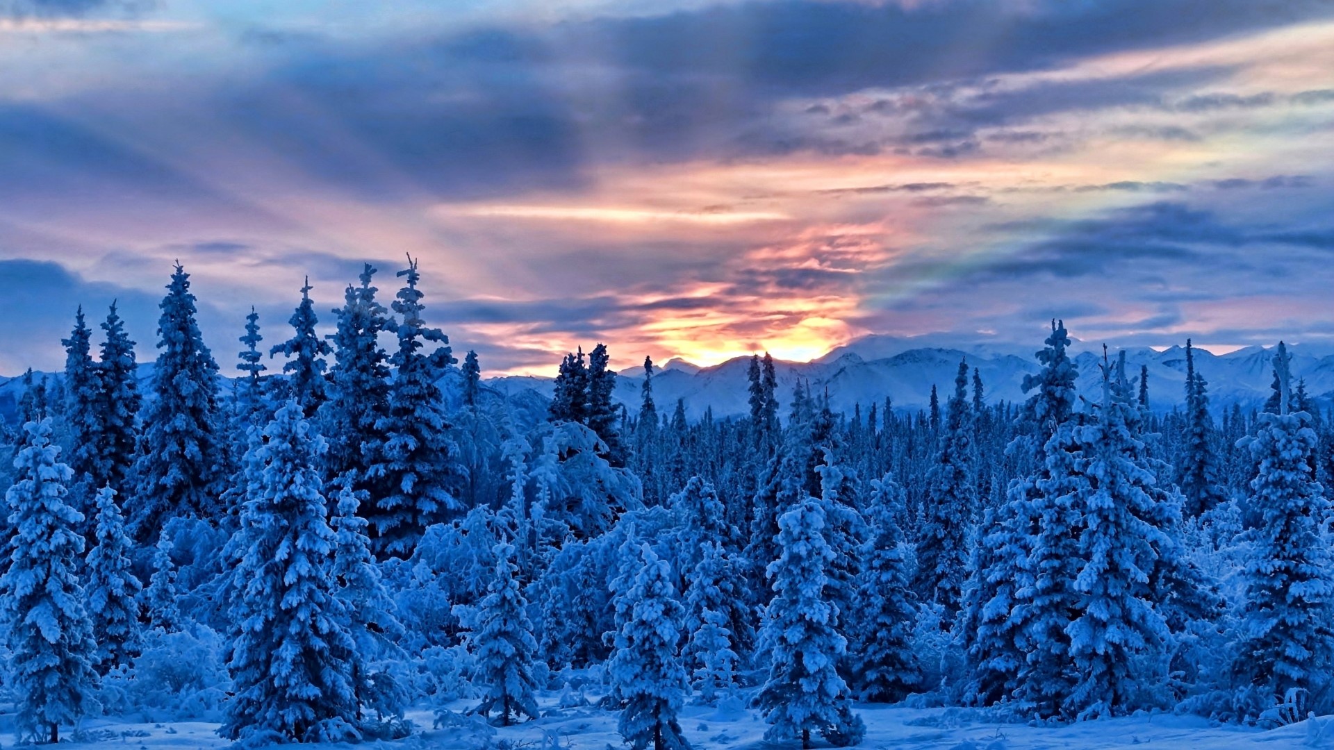 Snow-covered trees at sunset HD Wallpaper