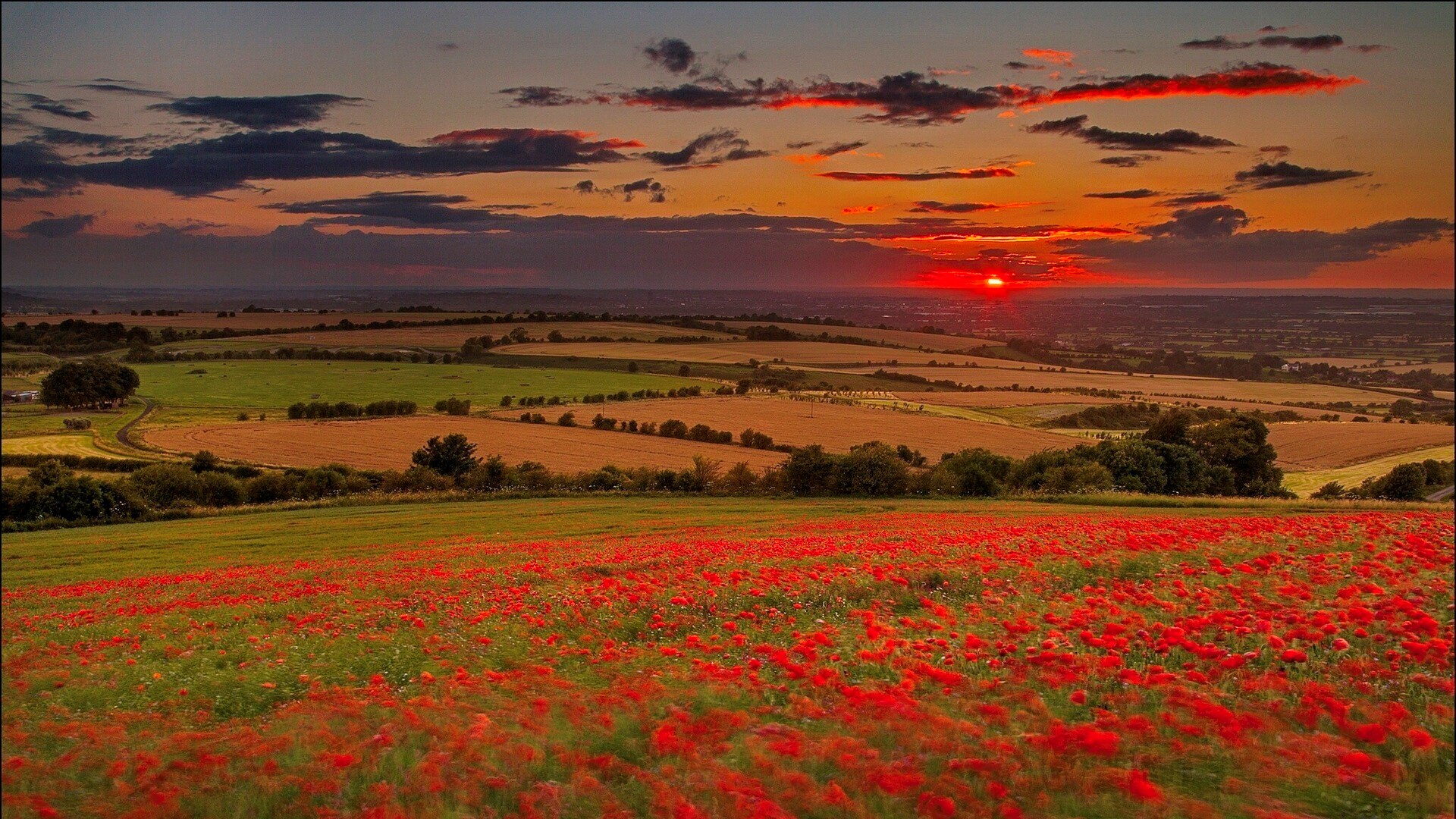 Poppy field at sunset over rolling hills HD Wallpaper