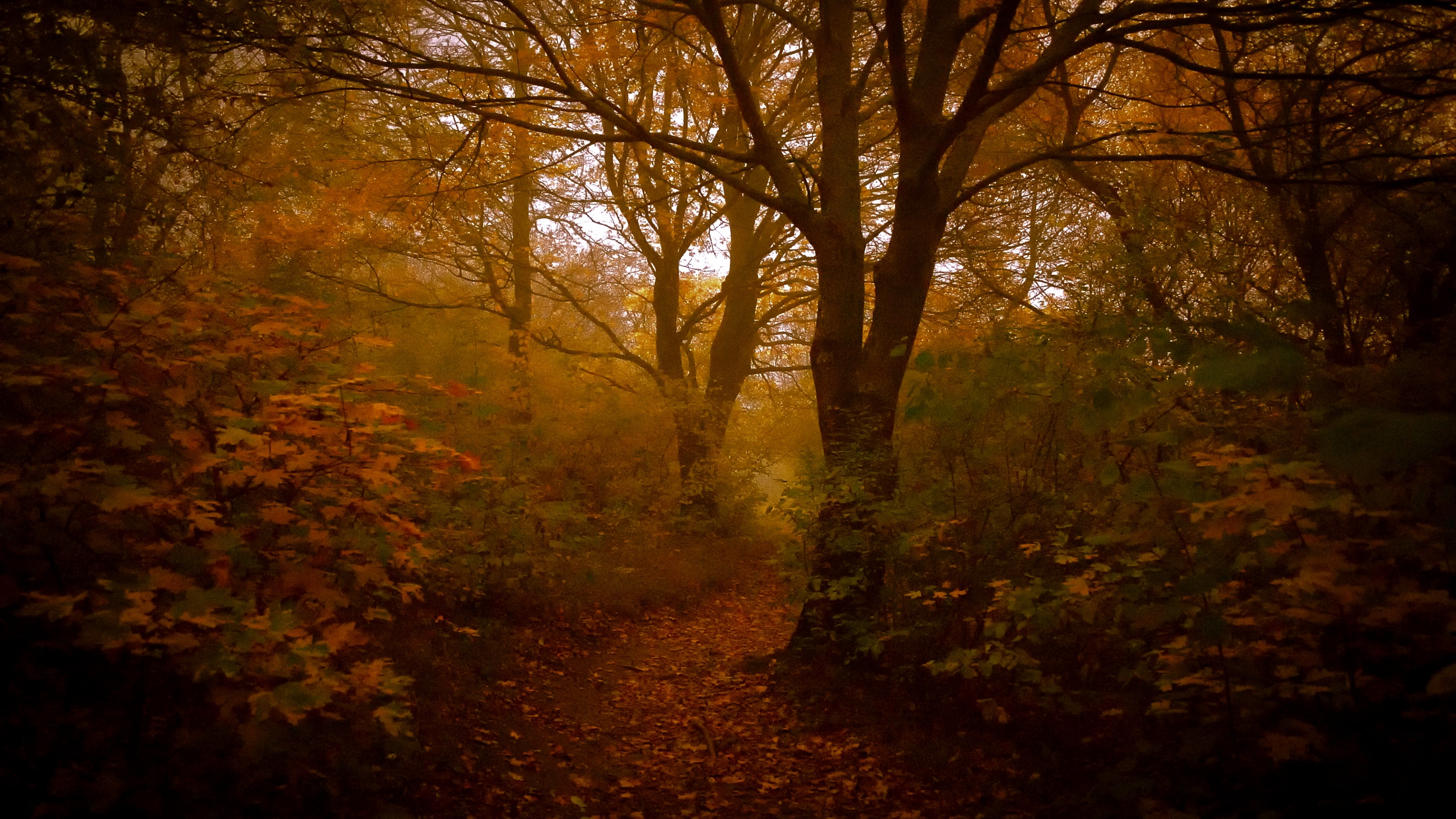 4K Autumn Forest Path HD Wallpaper