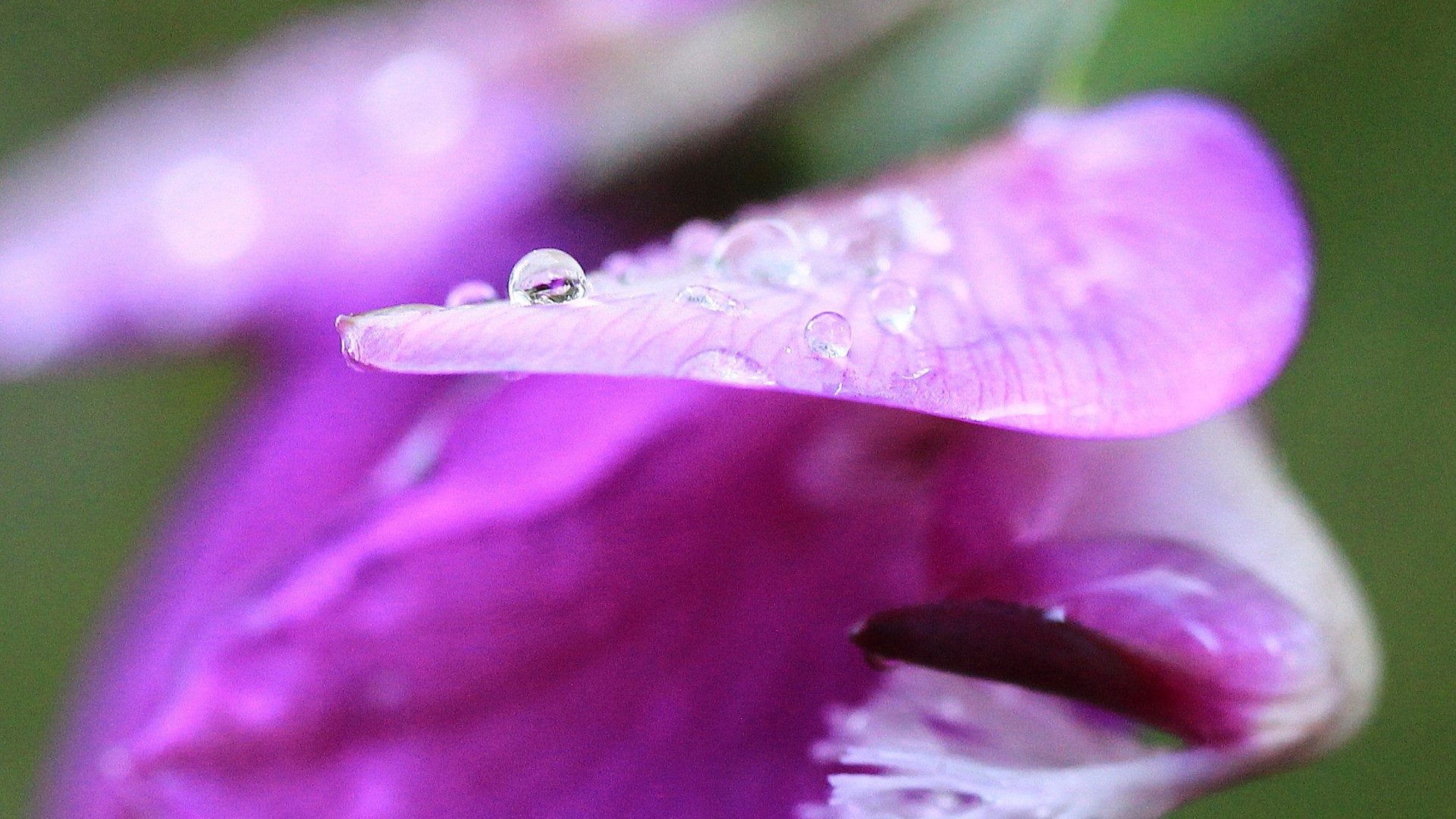 Macro shot of water droplets on a purple flower petal HD Wallpaper