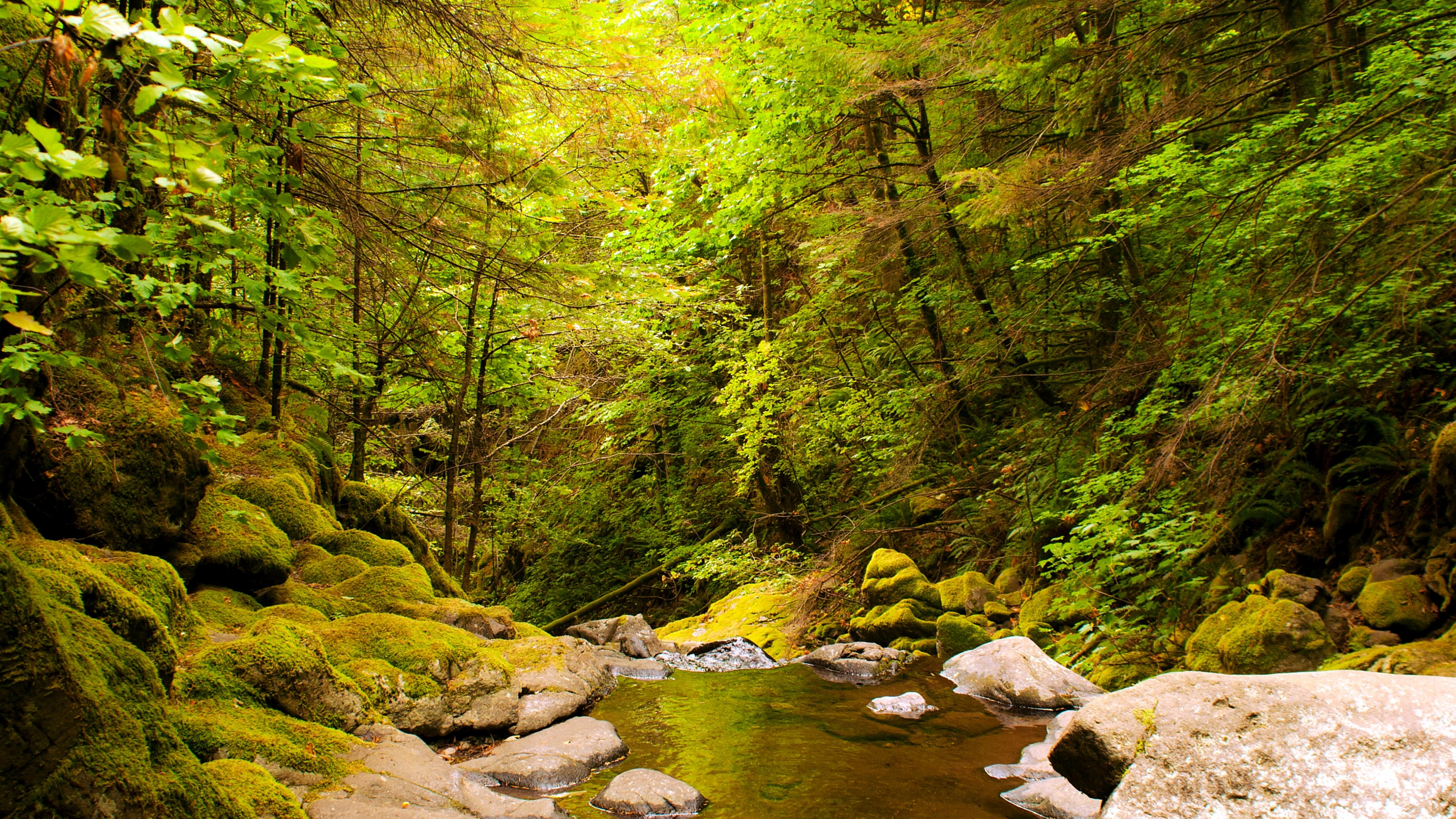 Mossy rocks and creek in a forest HD Wallpaper