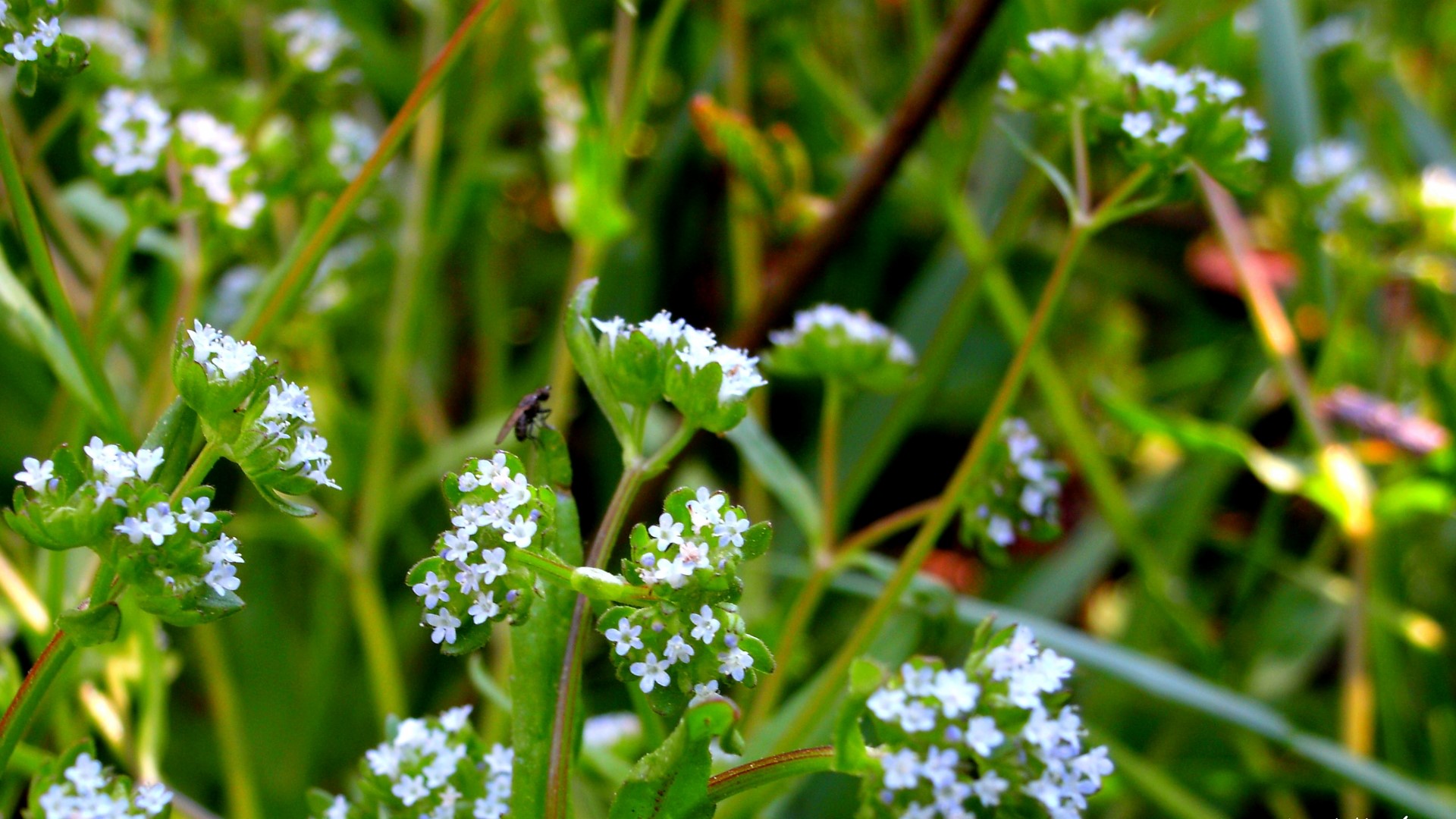 Macro view of small white flowers and a fly HD Wallpaper