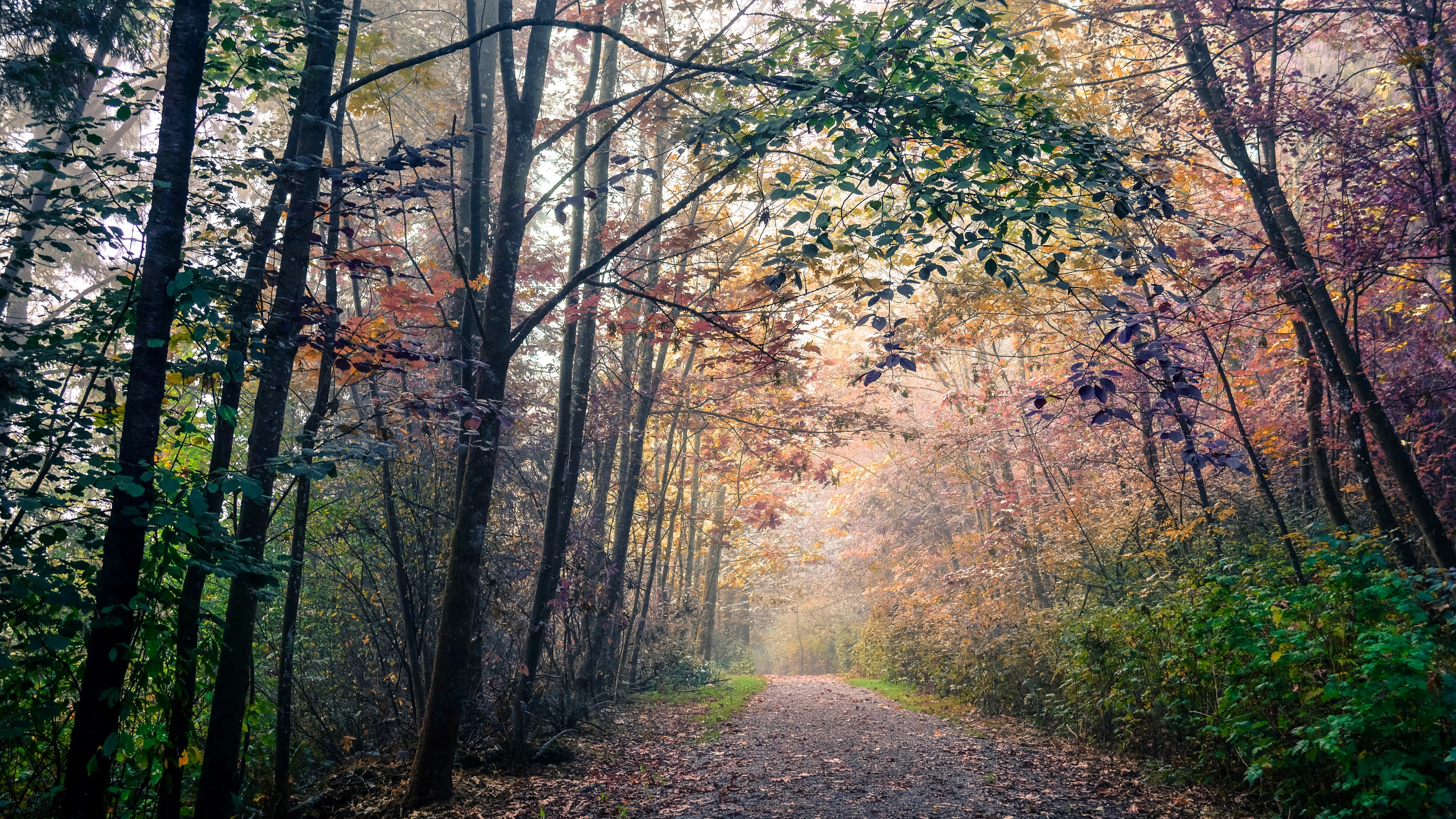 4K Nature Forest Path Autumn HD Wallpaper