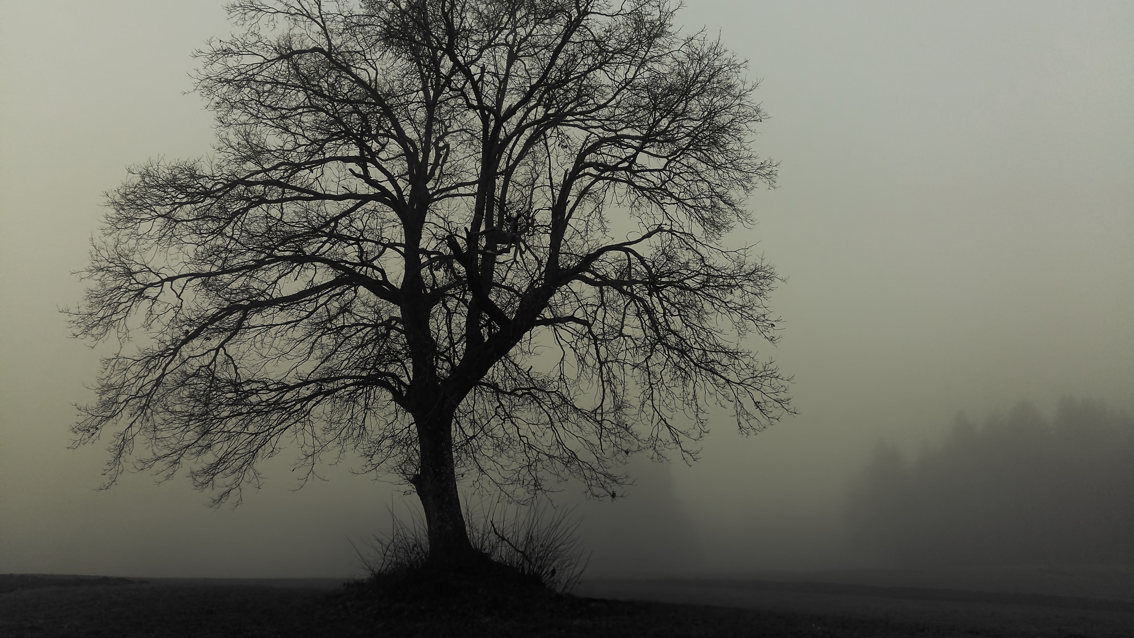 Bare tree in fog HD Wallpaper