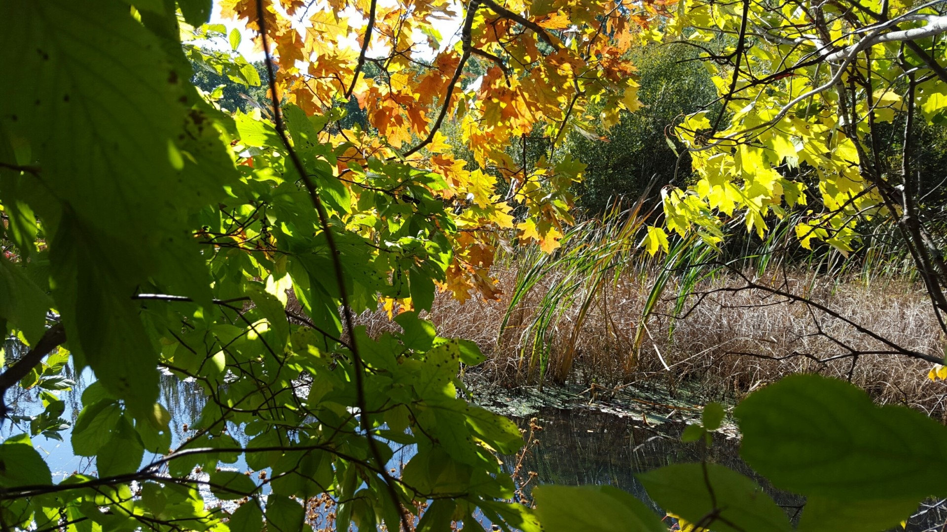 Autumn leaves over a pond HD Wallpaper