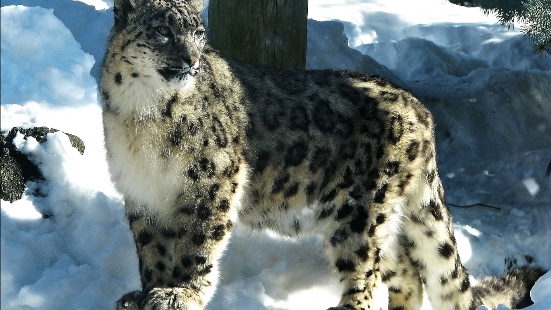 Snow leopard standing in snow HD Wallpaper