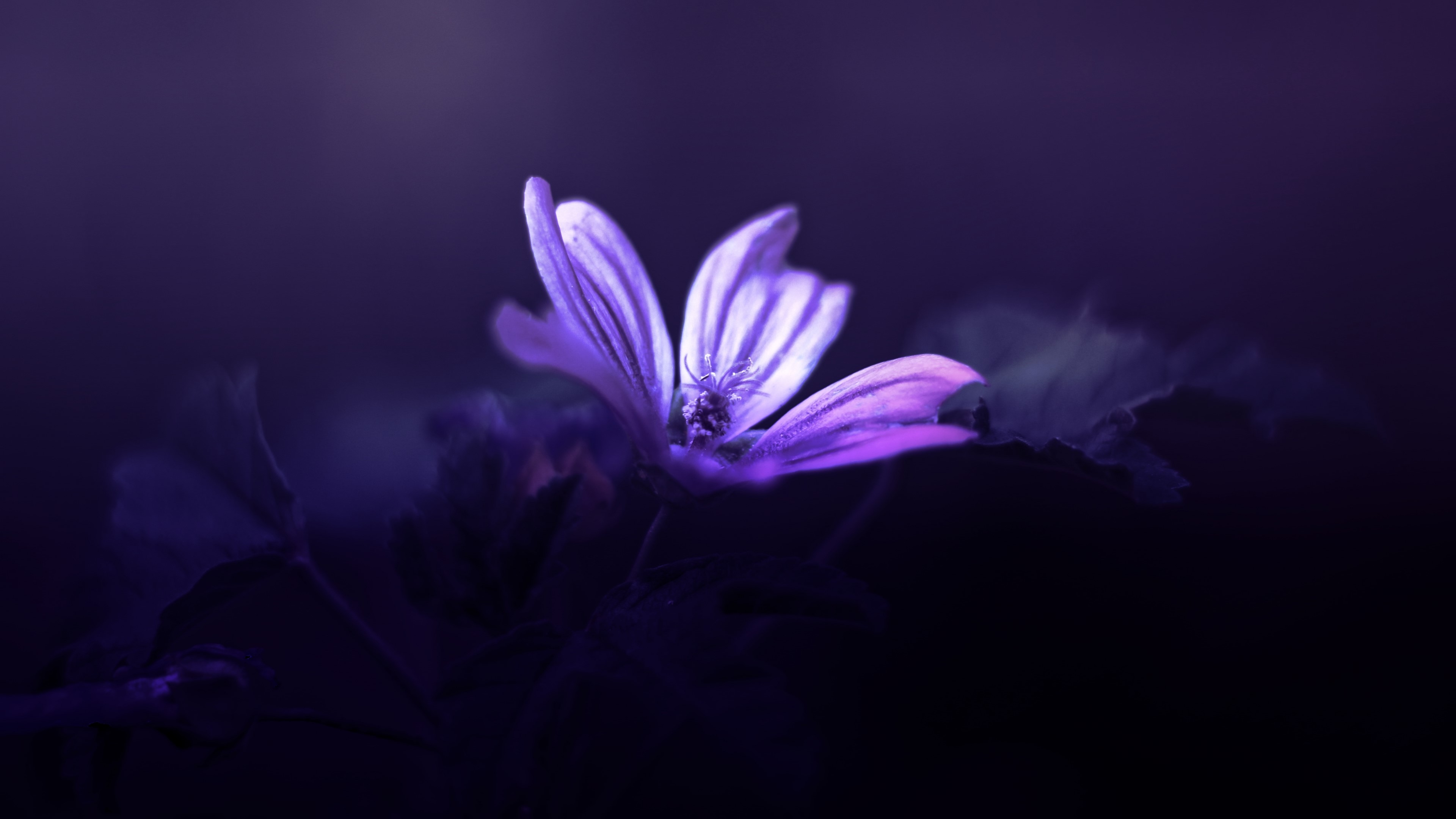 4K Purple Flower HD Wallpaper