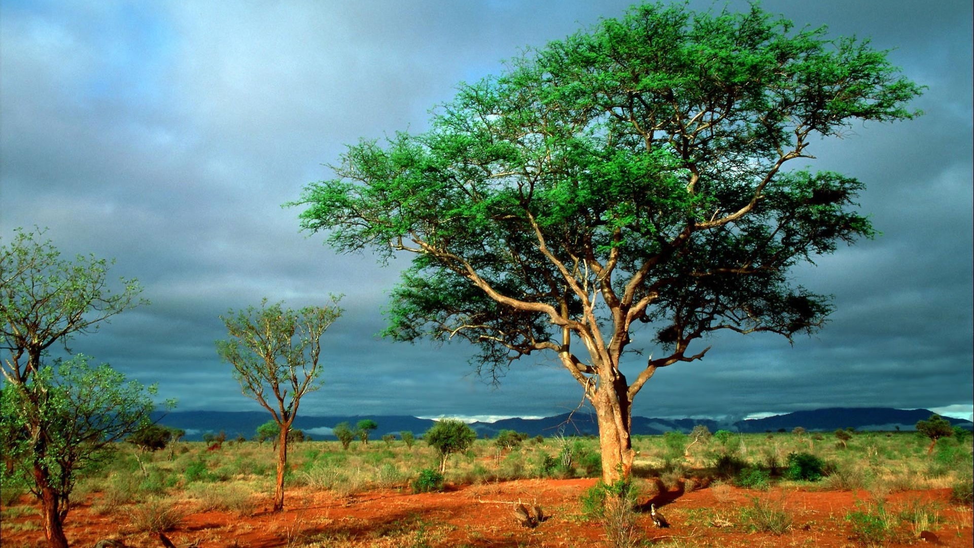 Acacia trees in the African savanna under a cloudy sky HD Wallpaper
