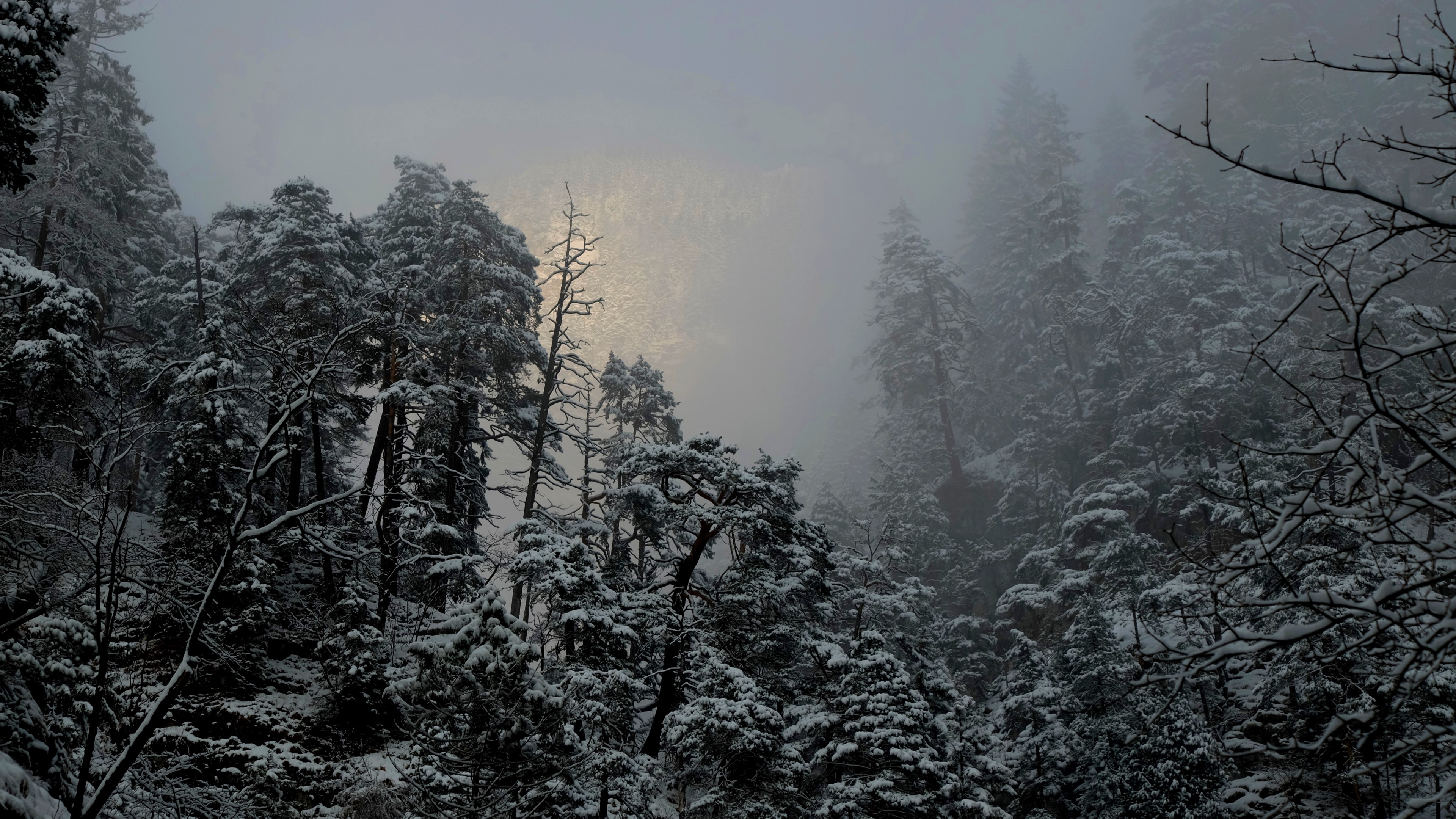4K Winter Forest HD Wallpaper